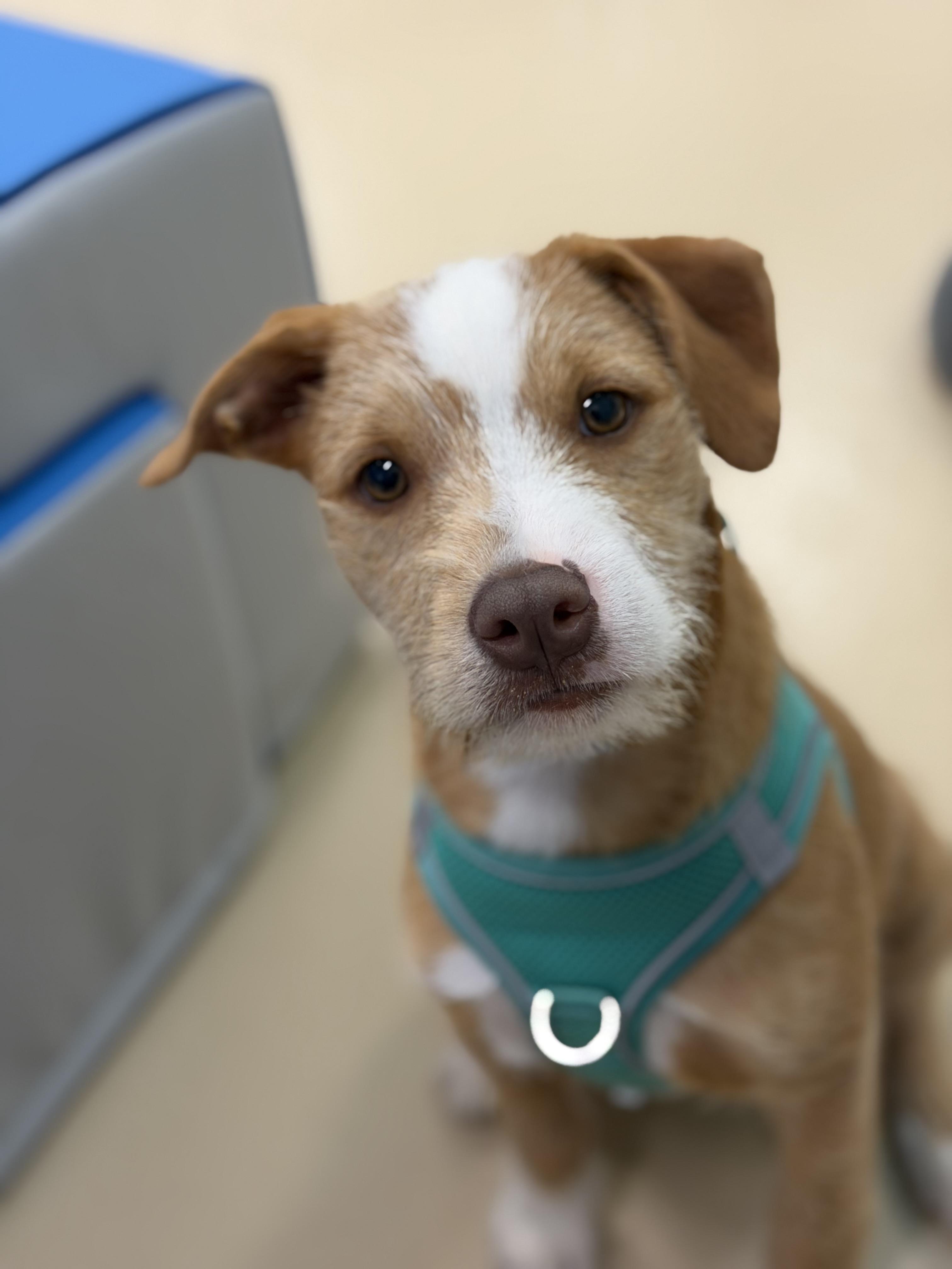 Thomas, ADOPTABLE, Puppy Male Pit Bull Terrier & Mixed Breed.