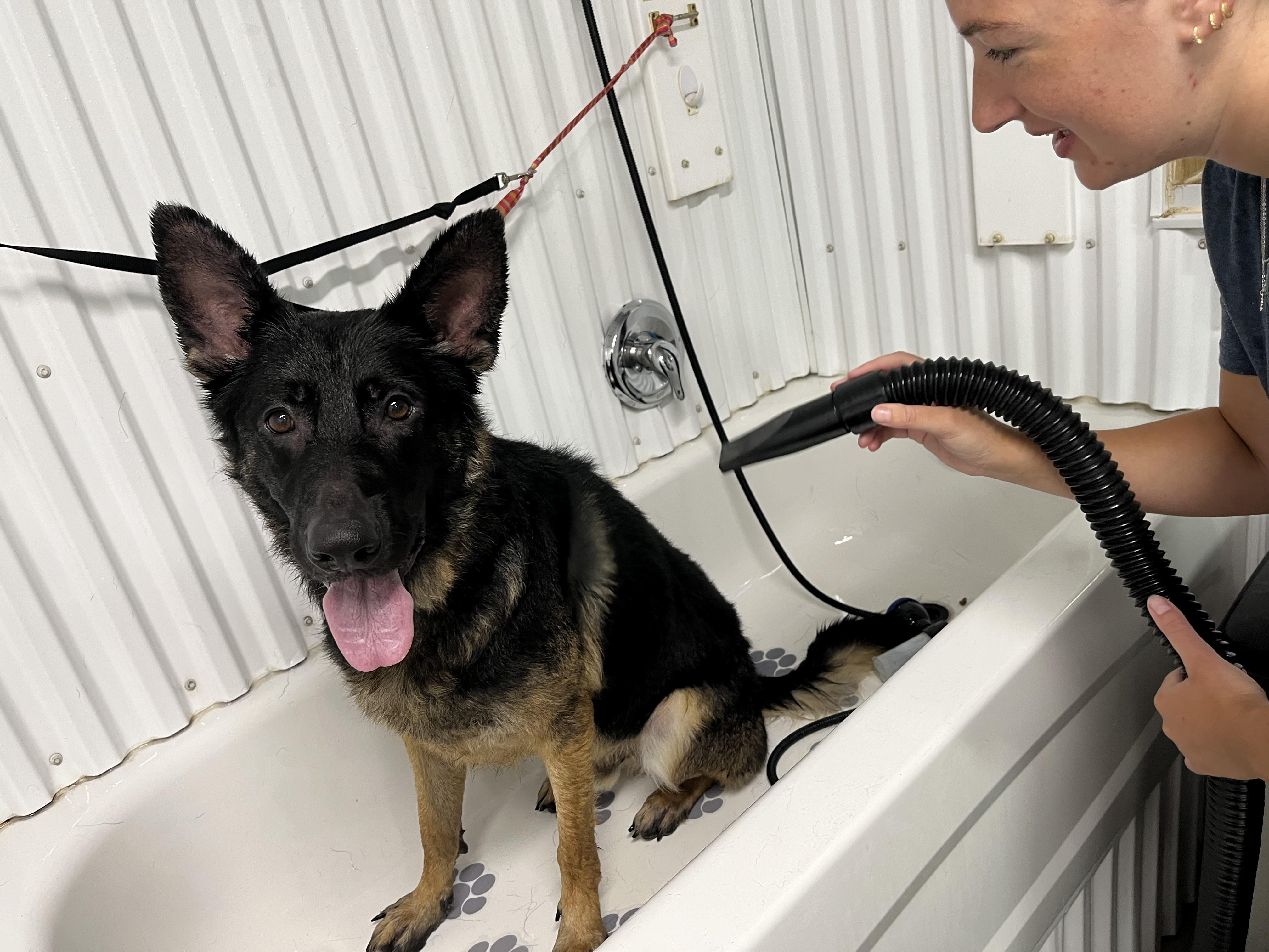 Enlarge Moose, a Adoptable German Shepherd Dog in Sarnia, ON image 4/5