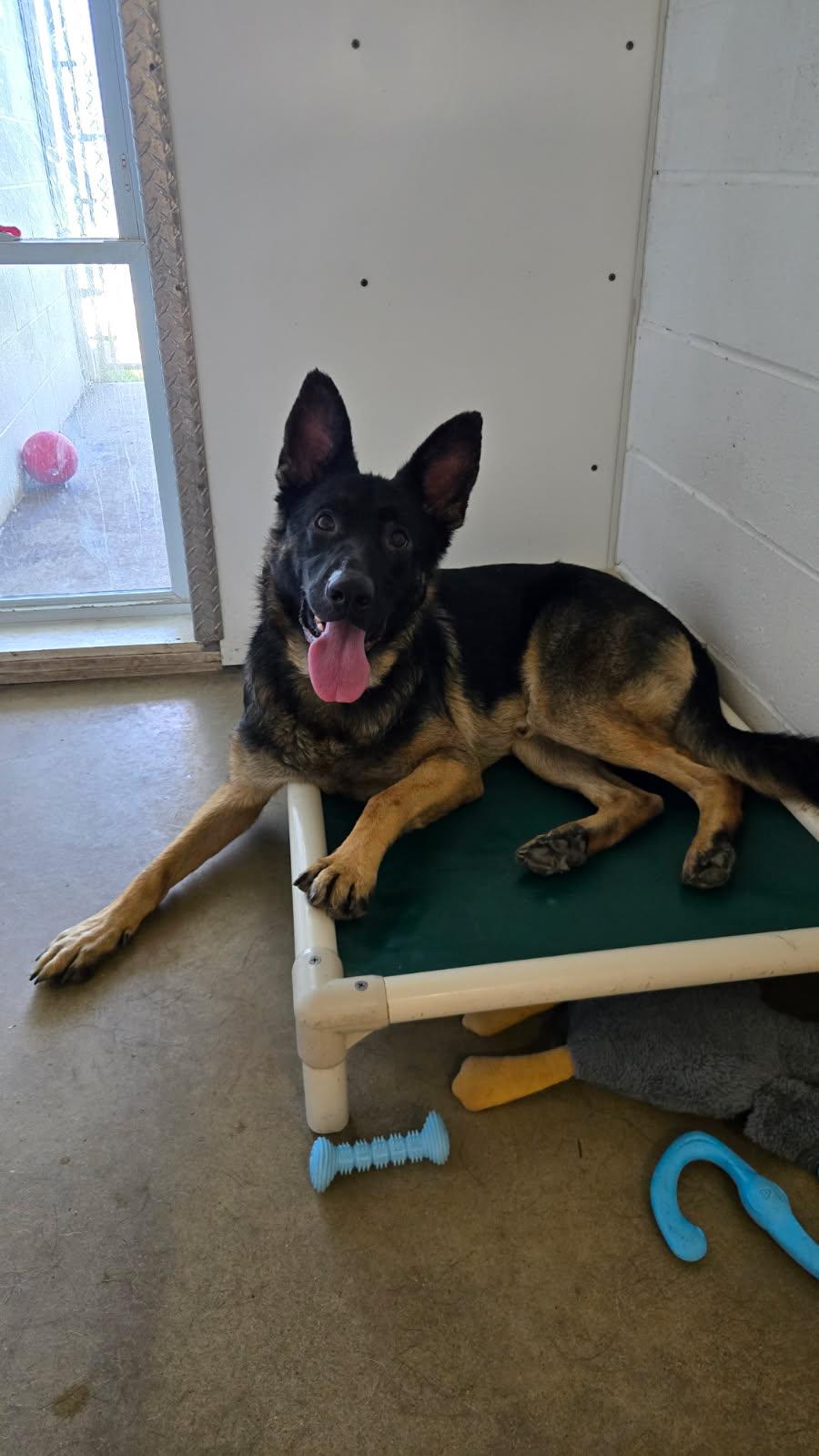 Enlarge Moose, a Adoptable German Shepherd Dog in Sarnia, ON image 2/5