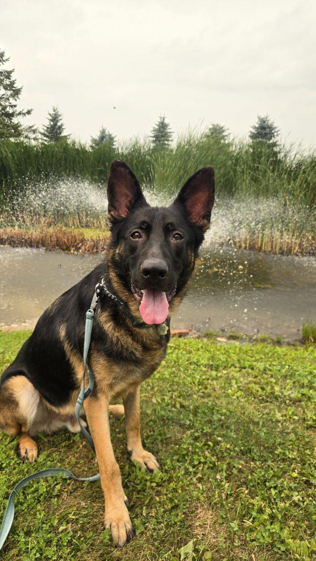 Enlarge Moose, a Adoptable German Shepherd Dog in Sarnia, ON image 5/5
