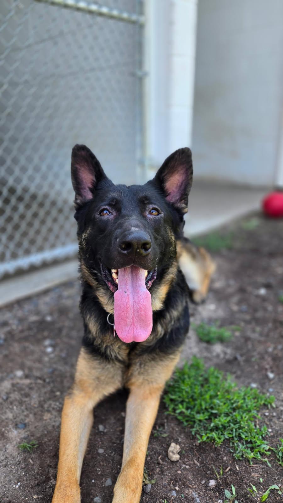 Enlarge Moose, a Adoptable German Shepherd Dog in Sarnia, ON image 3/5