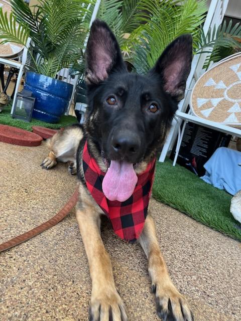 Enlarge Moose, a Adoptable German Shepherd Dog in Sarnia, ON image 1/5