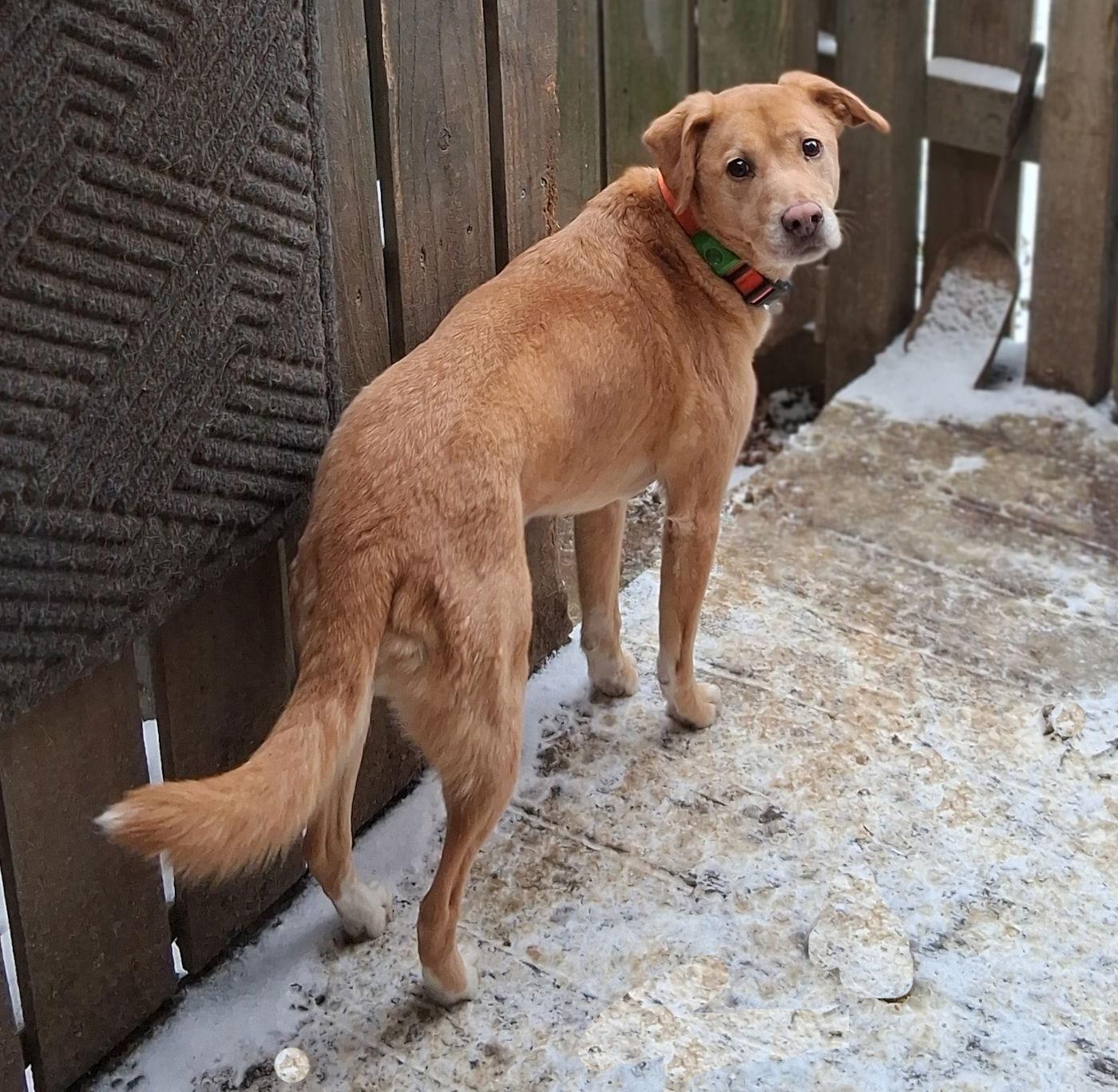 Biscuit, Adoptable, Adult Female Yellow Labrador Retriever.