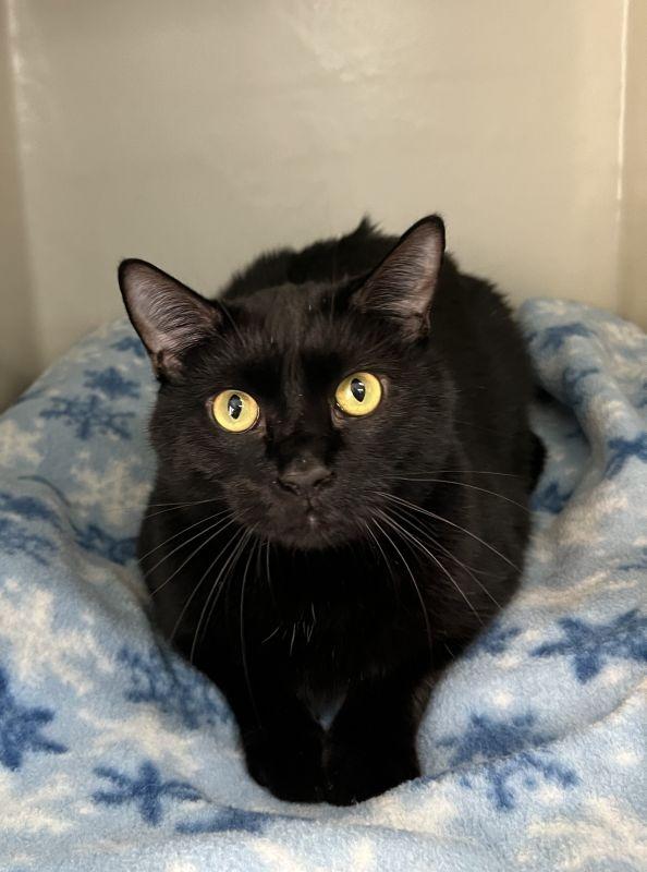 Gomez, Adoptable, Young Male Domestic Short Hair.