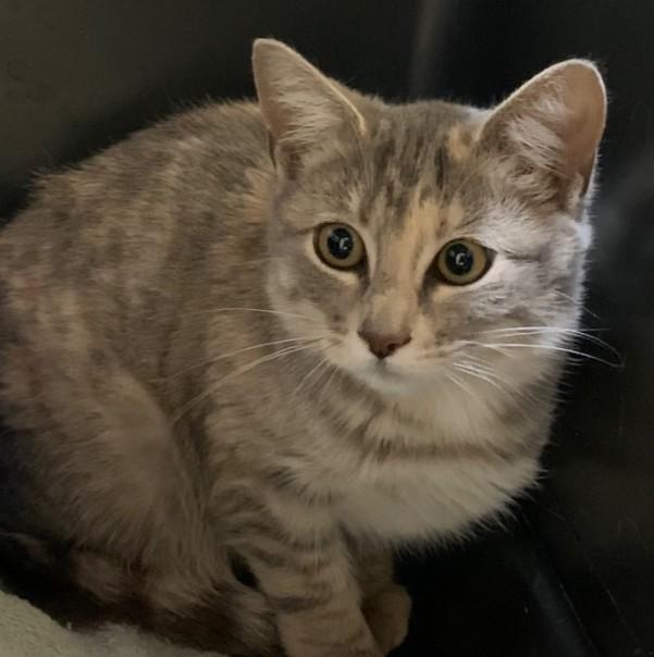 Enlarge Maxine, an adopted mixed breed in Thayne, WY image 2/5