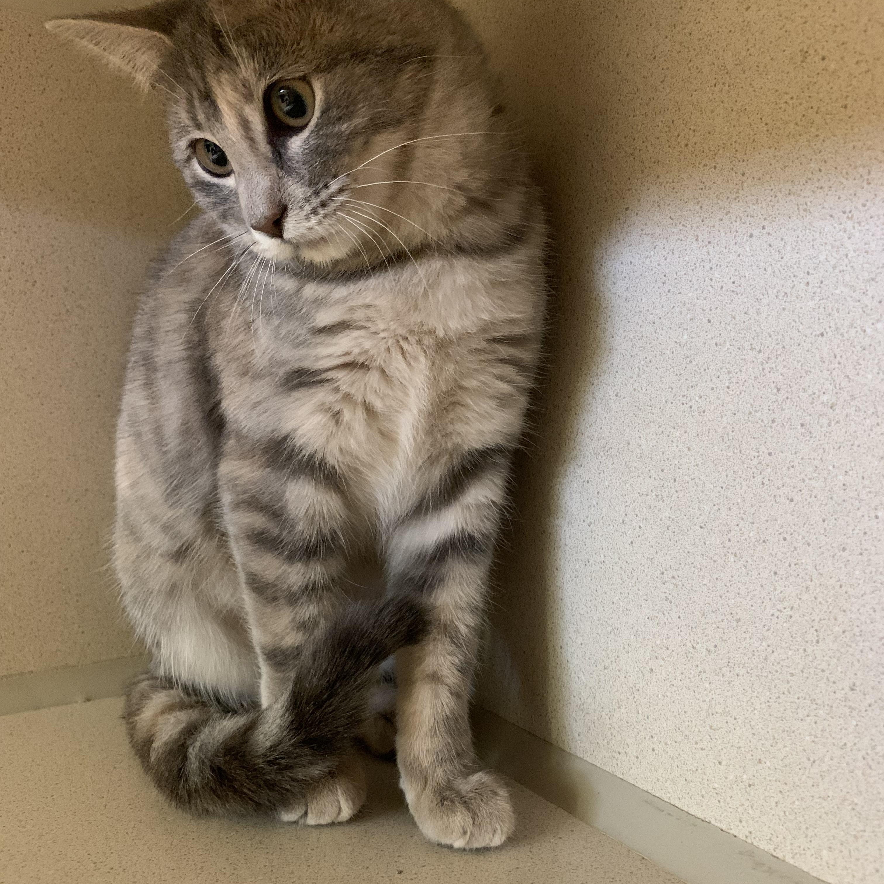 Enlarge Maxine, an adopted mixed breed in Thayne, WY image 4/5