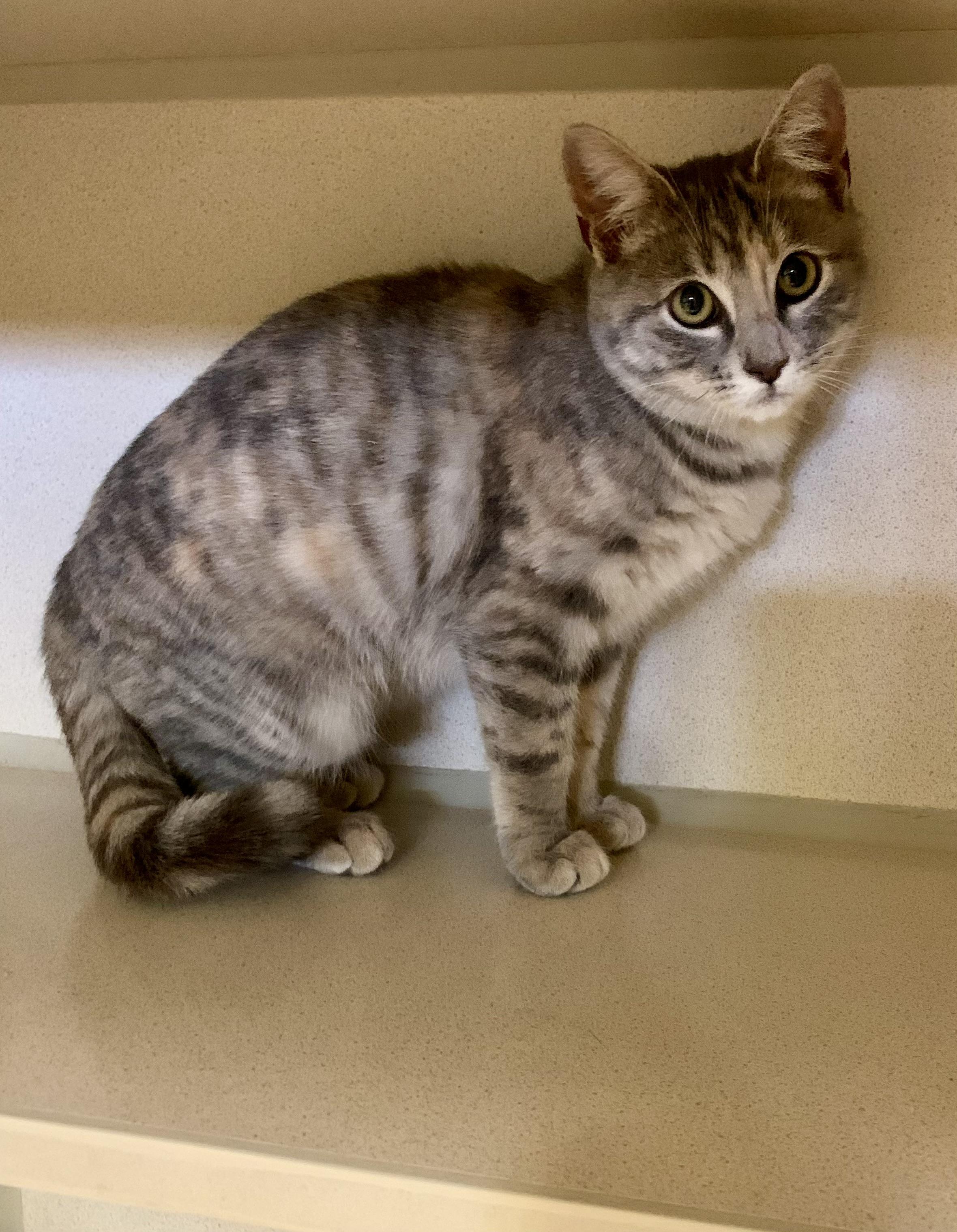 Enlarge Maxine, an adopted mixed breed in Thayne, WY image 1/5