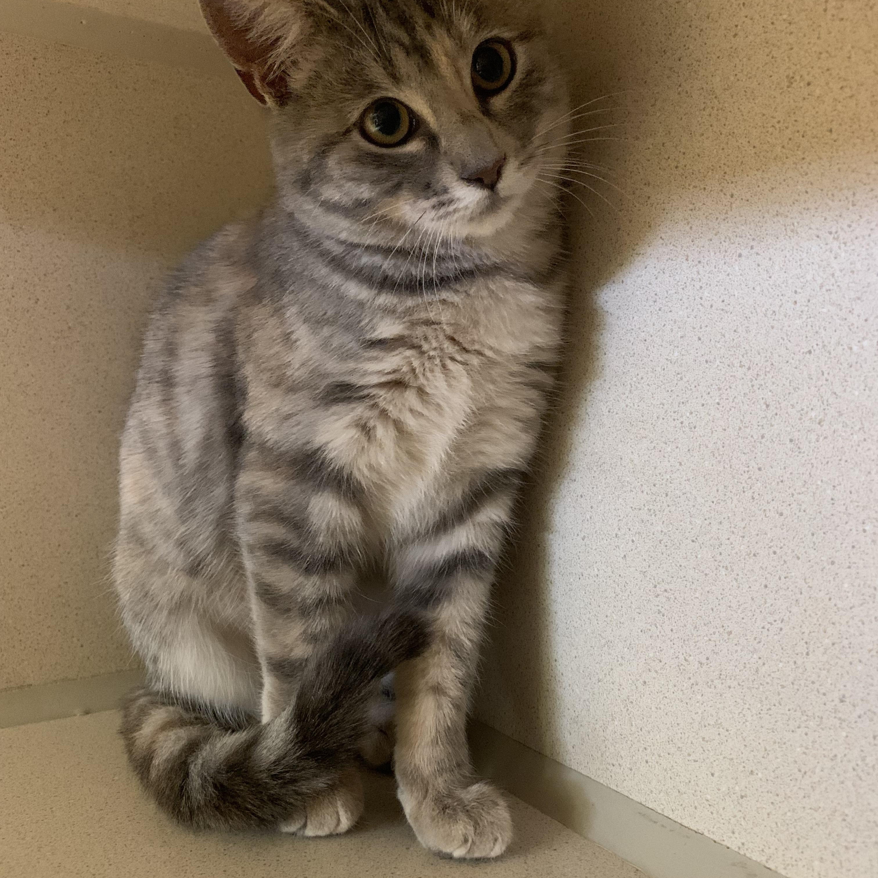 Enlarge Maxine, an adopted mixed breed in Thayne, WY image 3/5