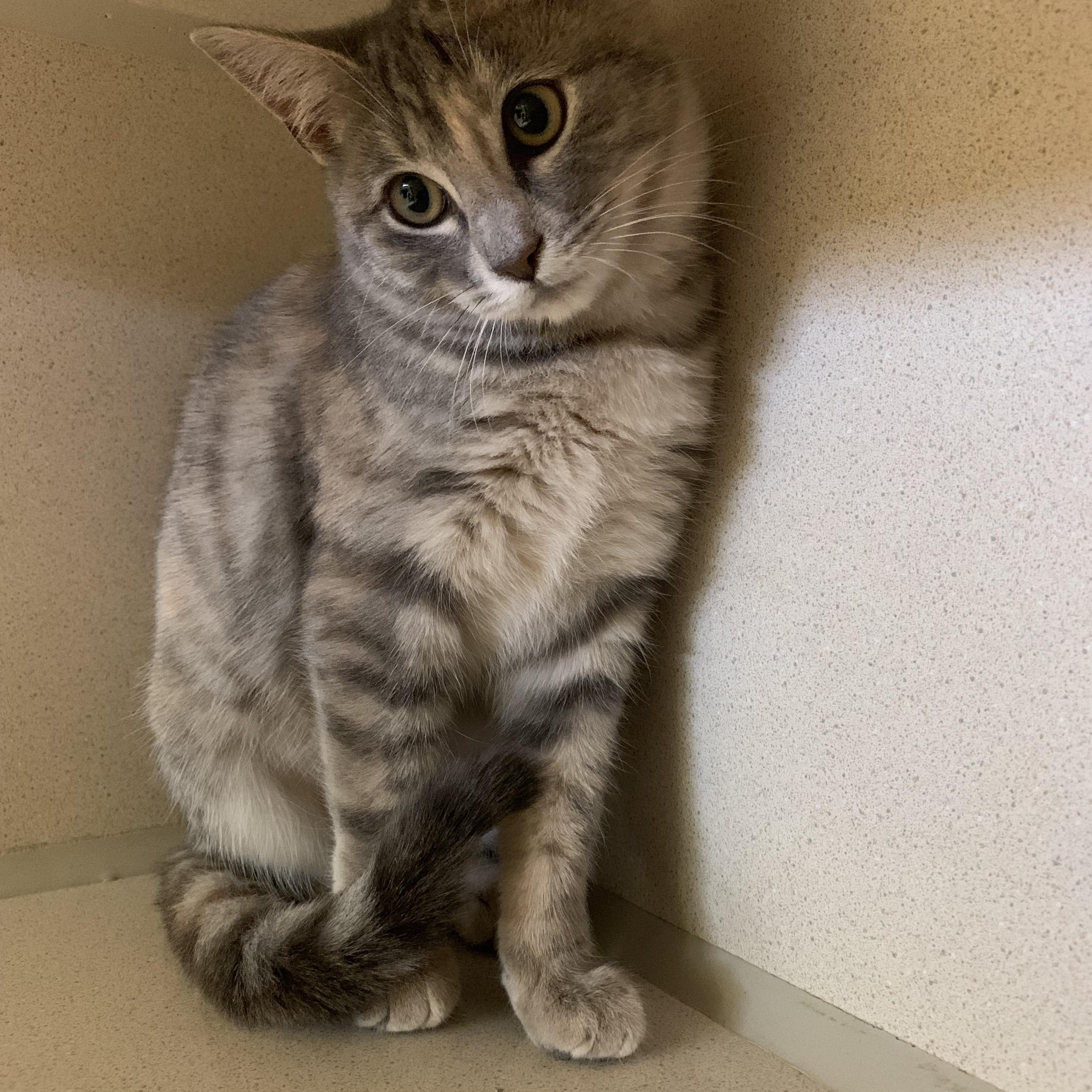 Enlarge Maxine, an adopted mixed breed in Thayne, WY image 5/5