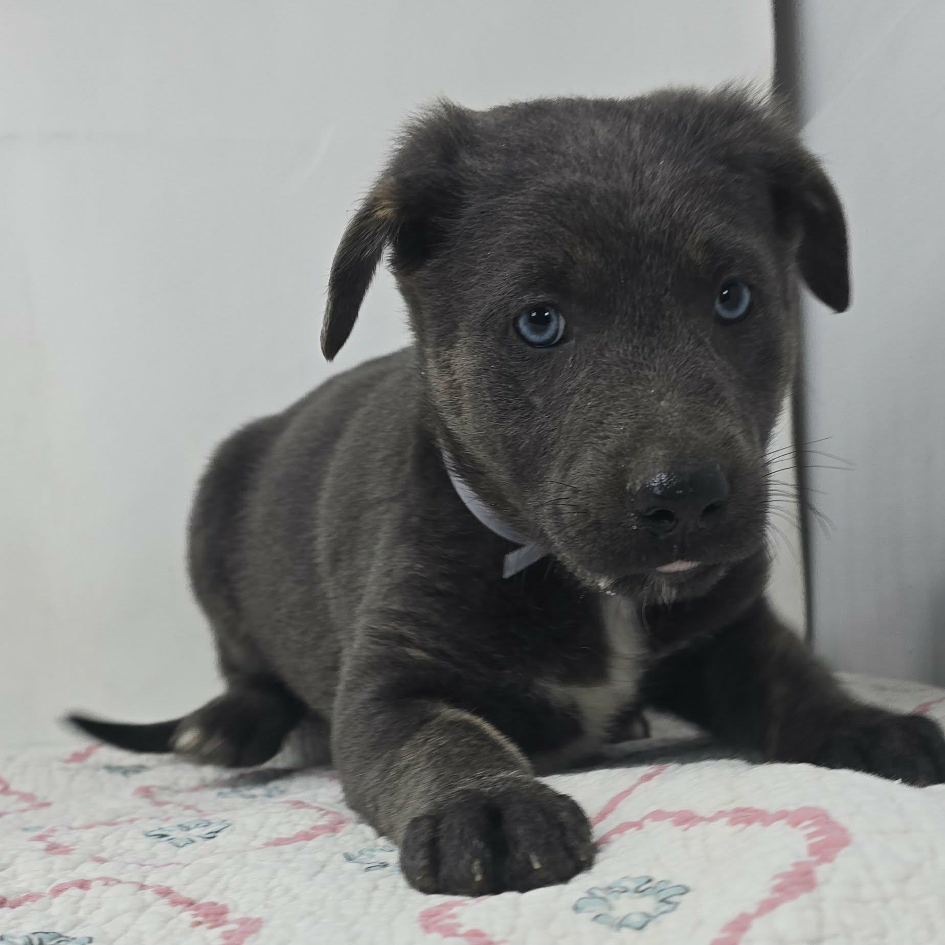 Enlarge Banner of Speed, an adopted mixed breed in Newport, TN image 2/4
