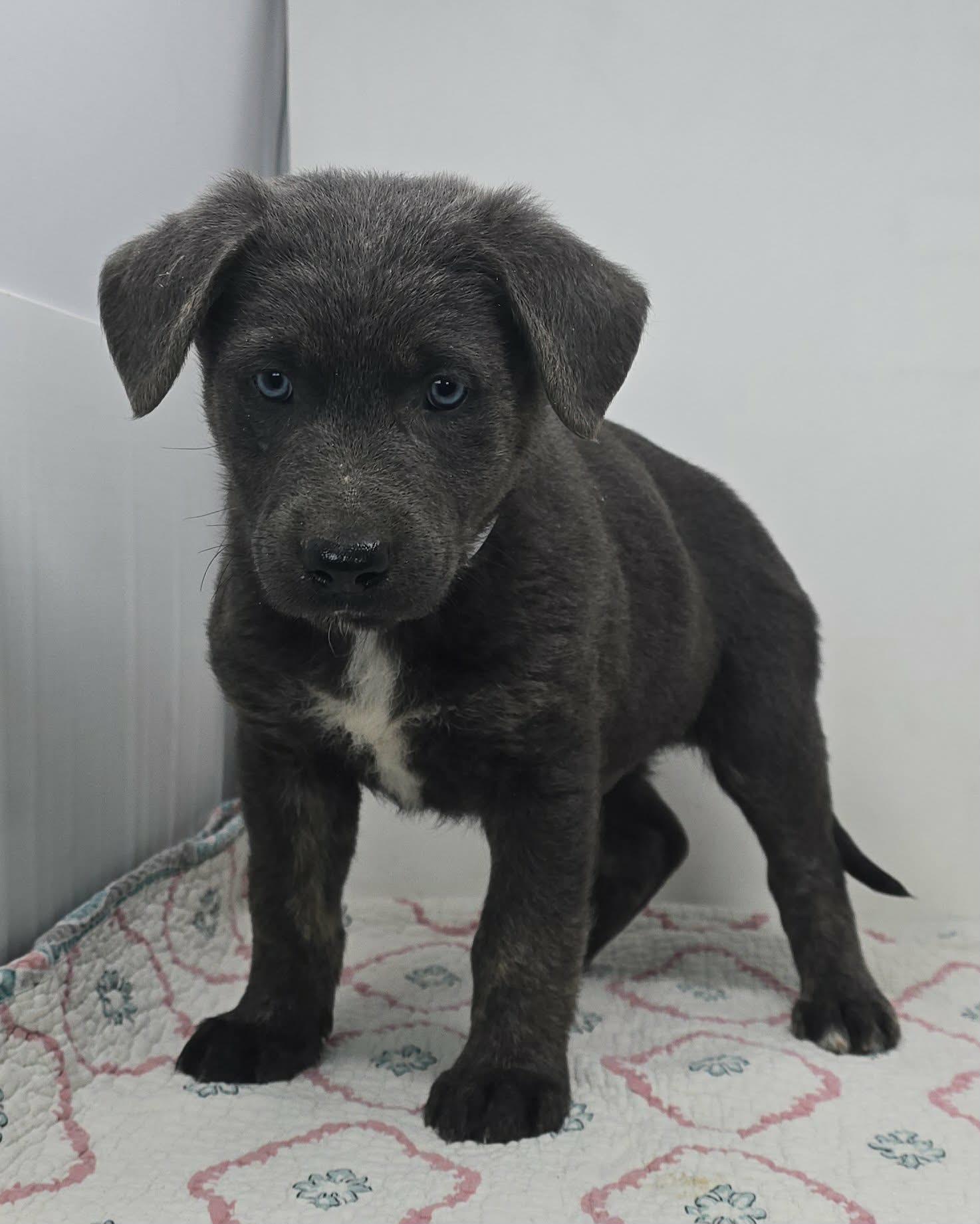 Enlarge Banner of Speed, an adopted mixed breed in Newport, TN image 3/4