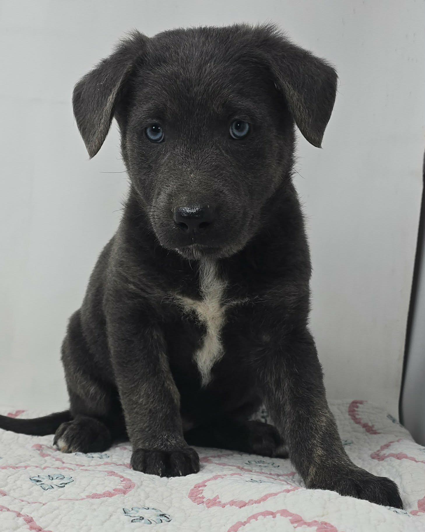 Enlarge Banner of Speed, an adopted mixed breed in Newport, TN image 4/4