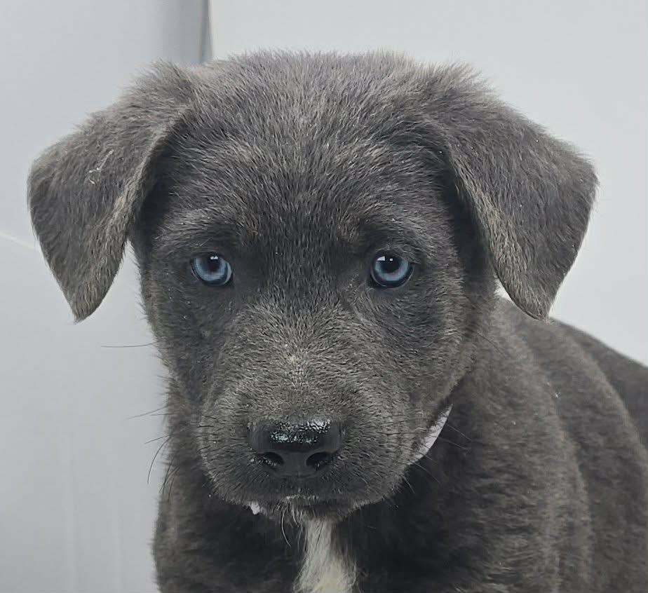 Banner of Speed, adopted, Puppy Male German Shepherd Dog & Labrador Retriever.