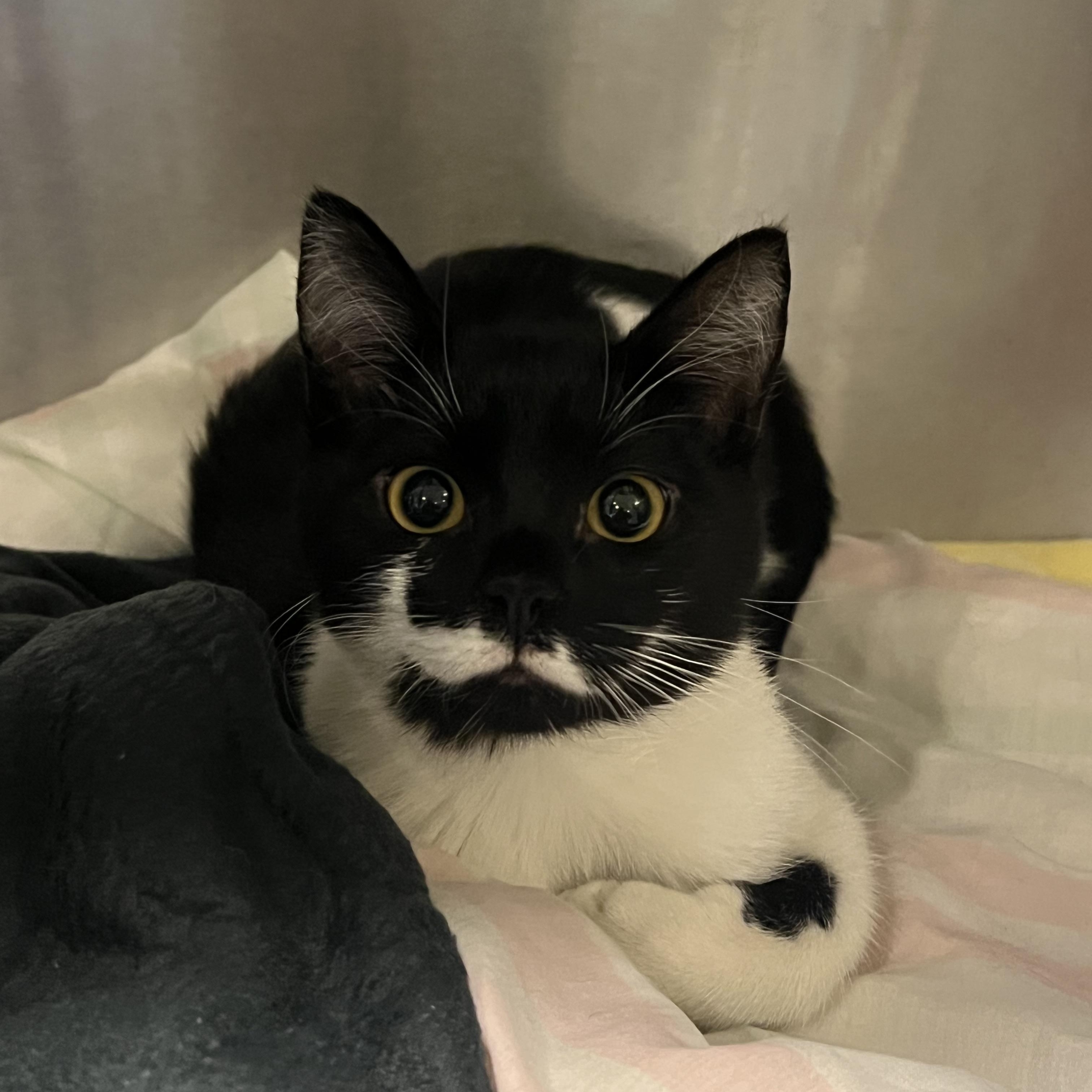 Jenga, adopted, Young Female Domestic Short Hair.