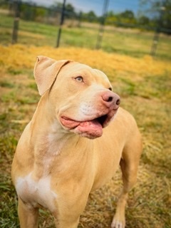 Enlarge Hero, an adoptable mixed breed in Gaithersburg, MD image 1/6