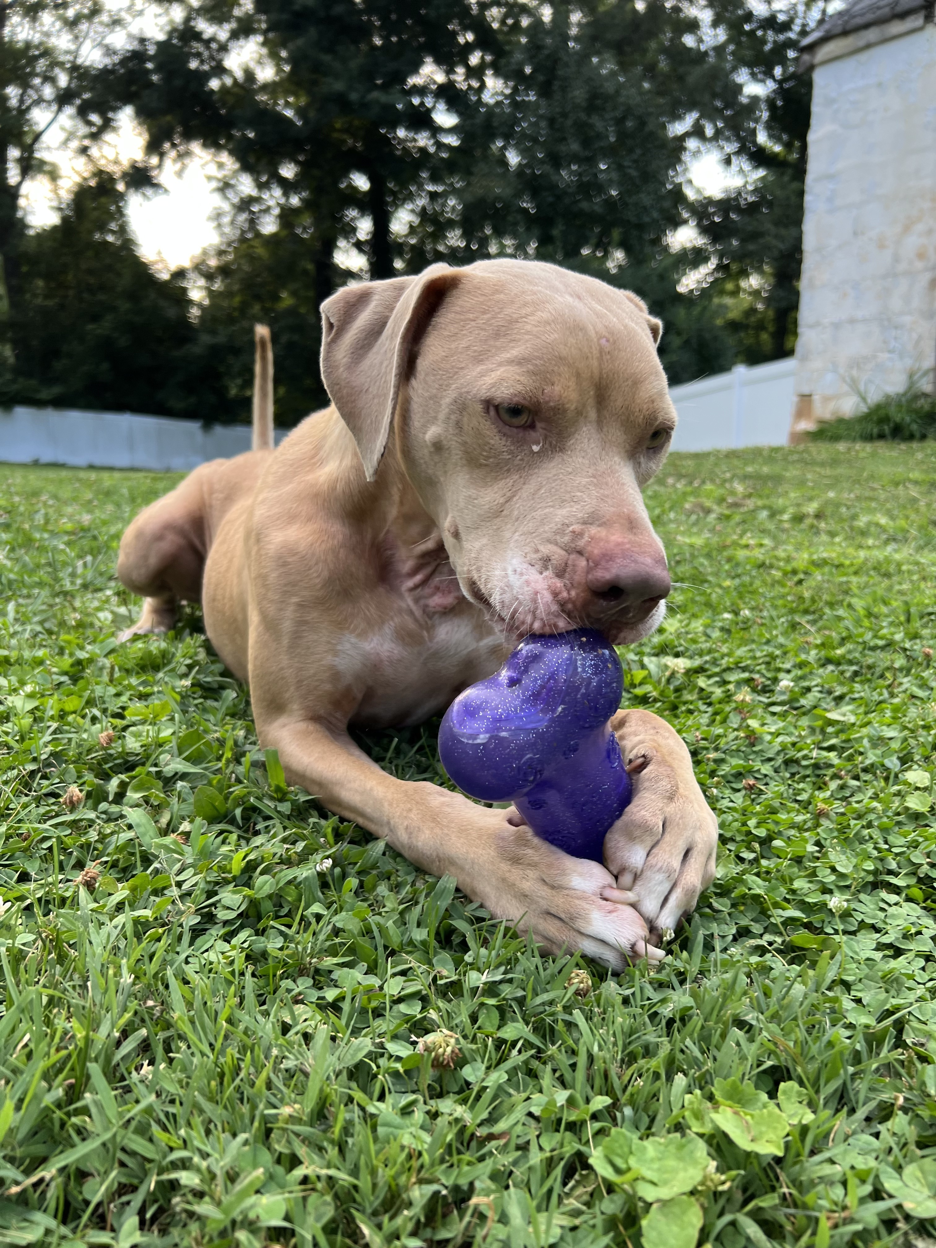 Enlarge Hero, an adoptable mixed breed in Gaithersburg, MD image 2/6