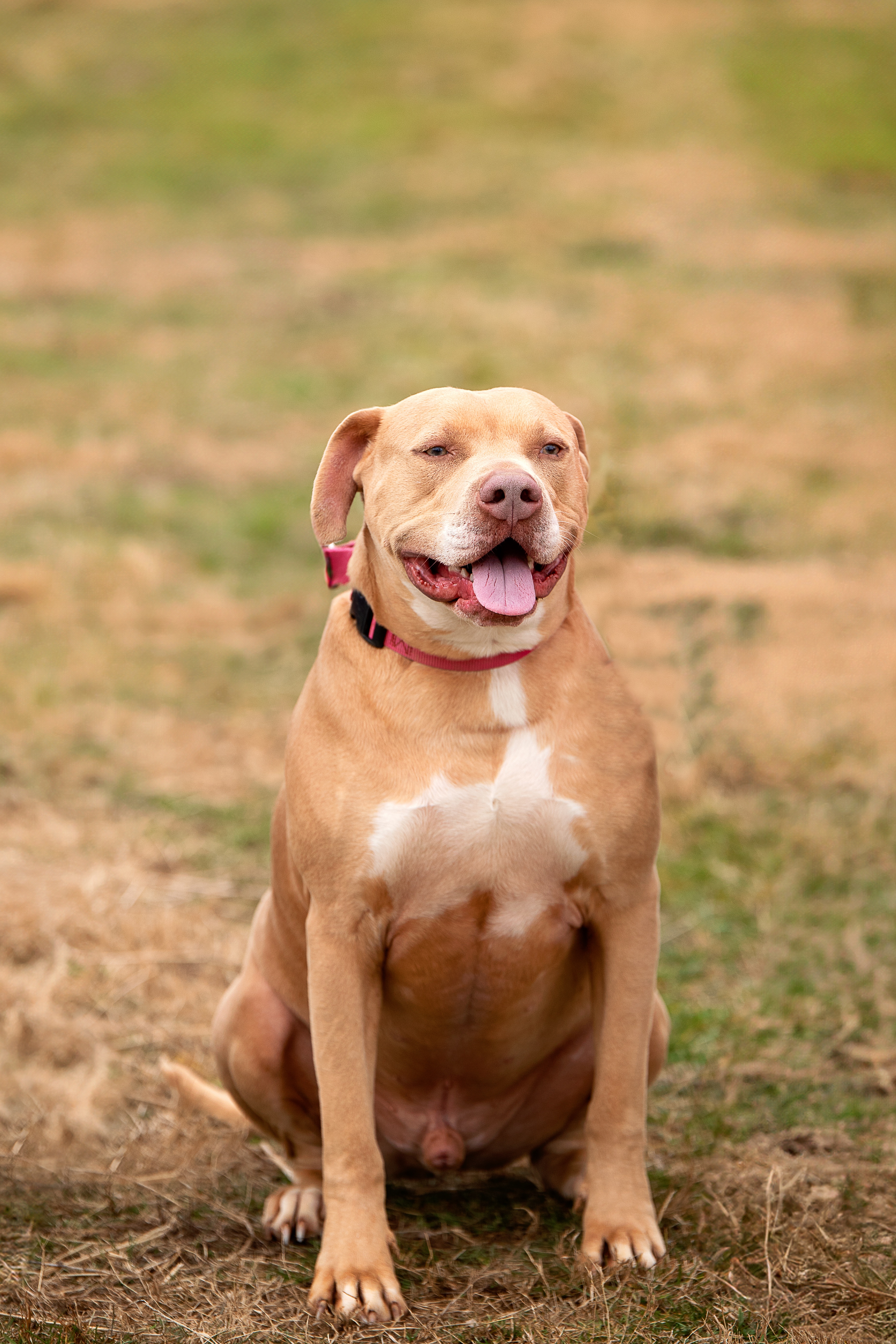 Enlarge Hero, an adoptable mixed breed in Gaithersburg, MD image 3/6