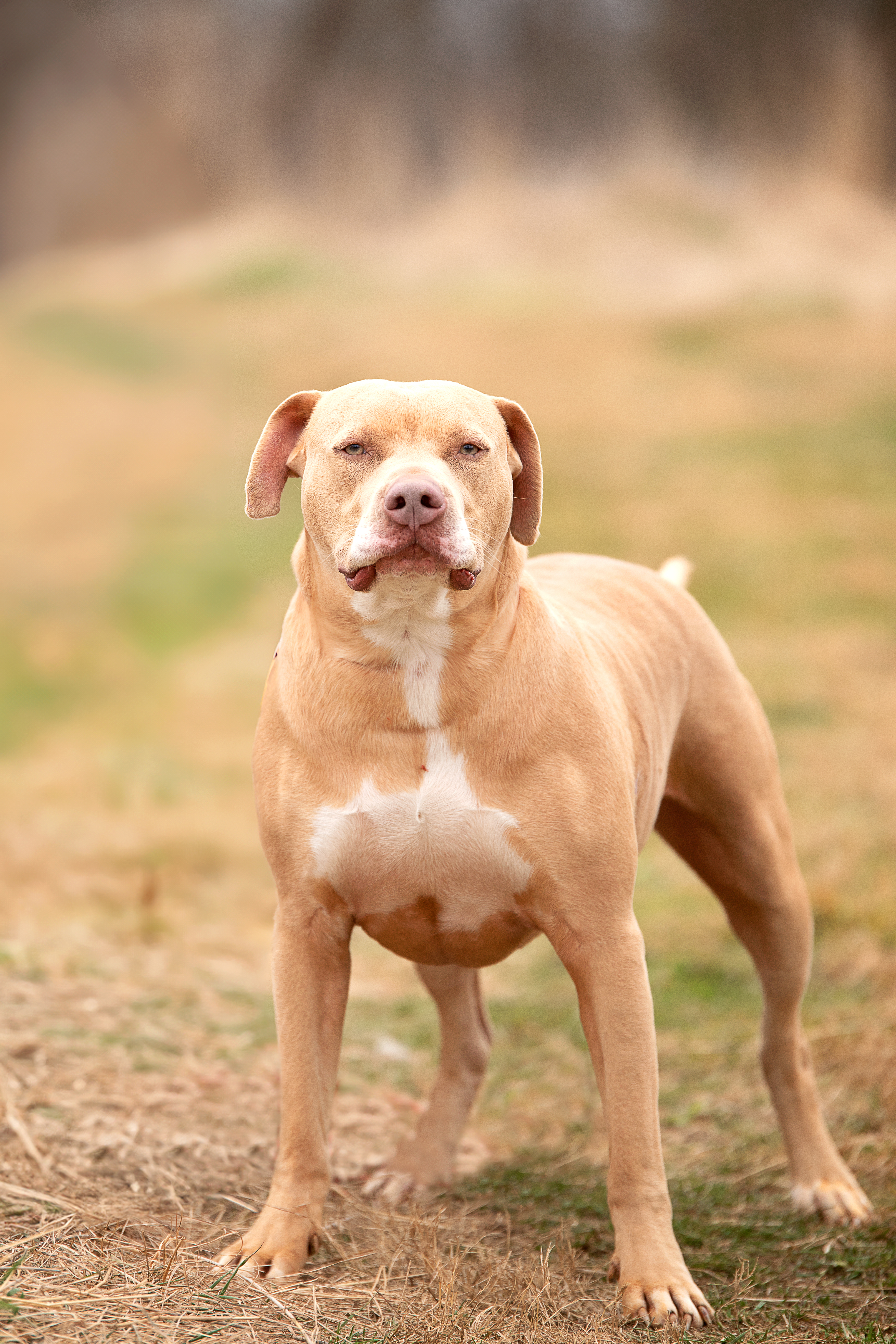 Enlarge Hero, an adoptable mixed breed in Gaithersburg, MD image 4/6