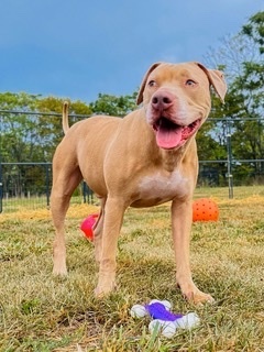 Hero, adoptable, Young Male Pit Bull Terrier & Hound.