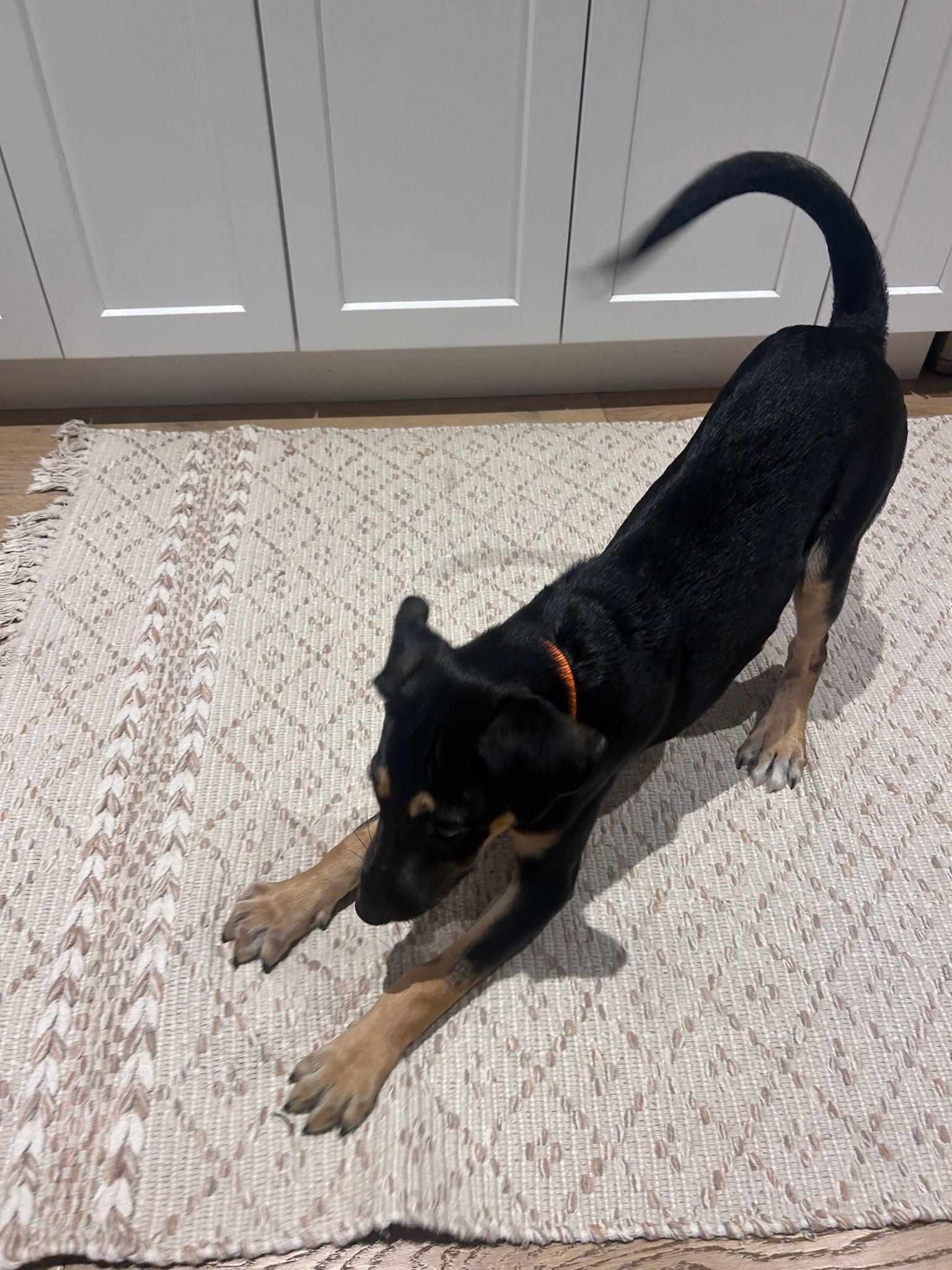 Enlarge Missy, an adopted Mixed Breed in Cheltenham, ON image 6/6