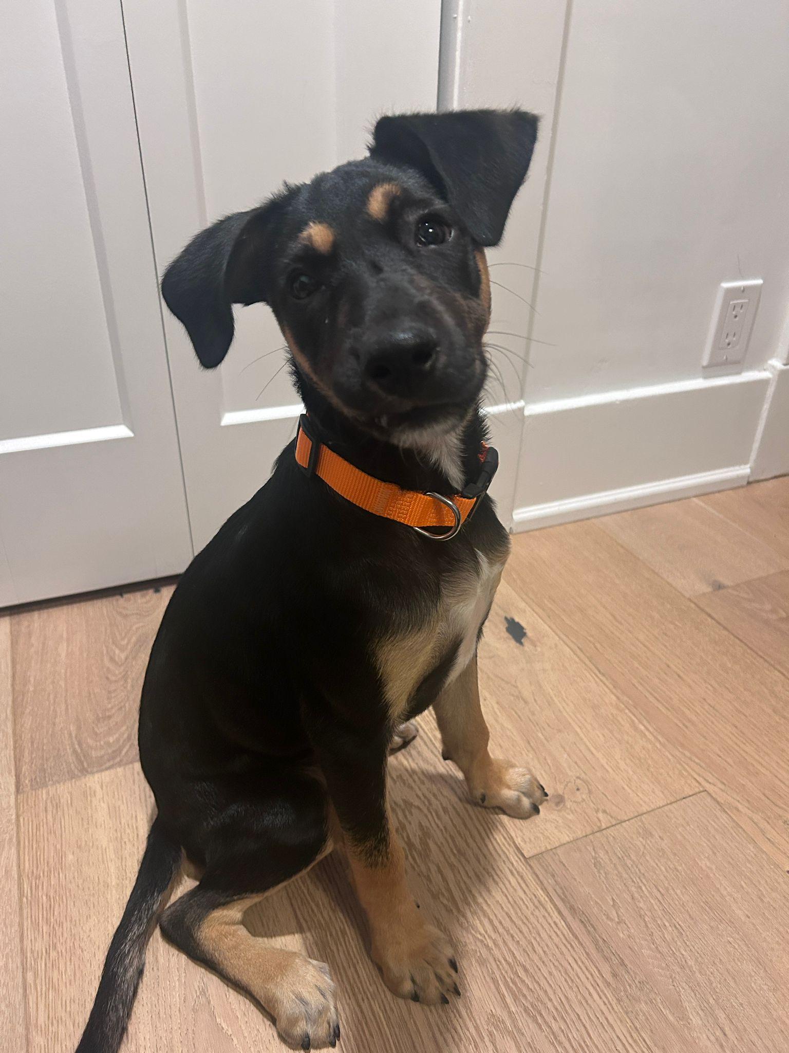 Enlarge Missy, an adopted Mixed Breed in Cheltenham, ON image 4/6