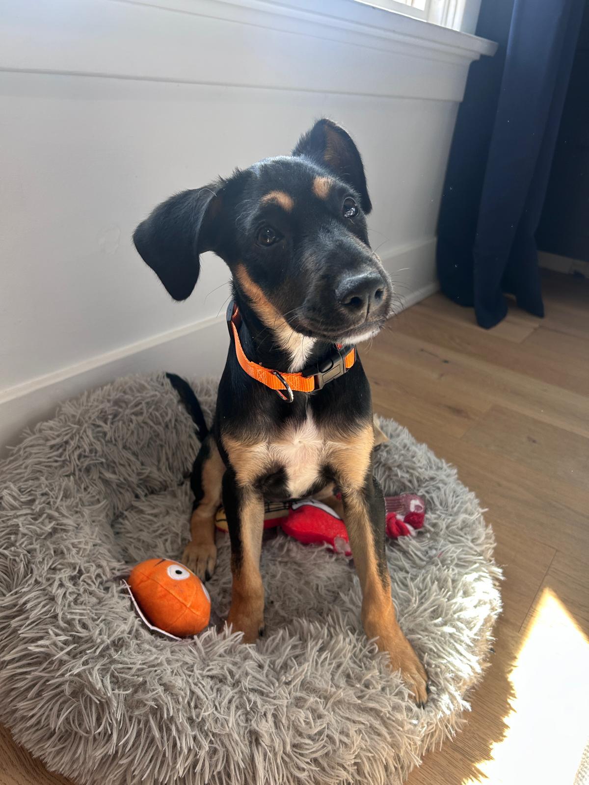 Enlarge Missy, an adopted Mixed Breed in Cheltenham, ON image 5/6