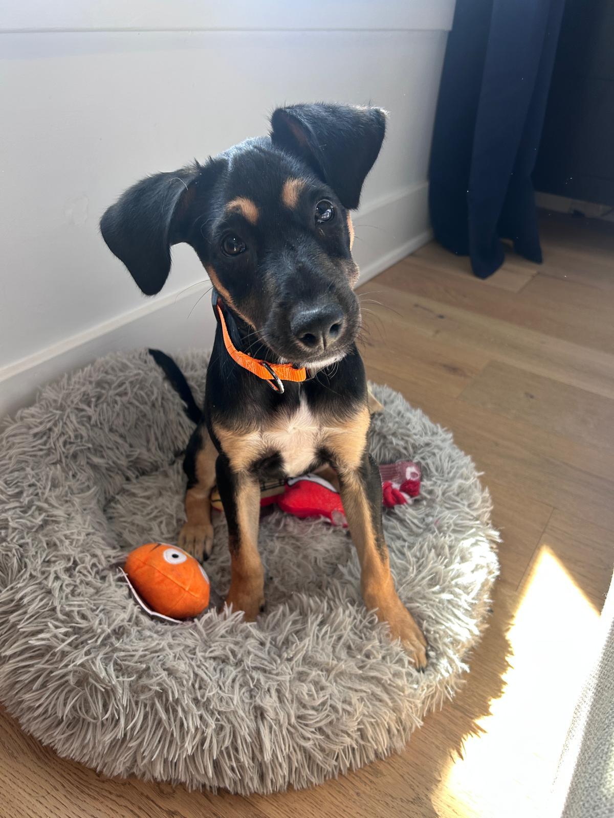 Missy, adopted, Puppy Female Mixed Breed.