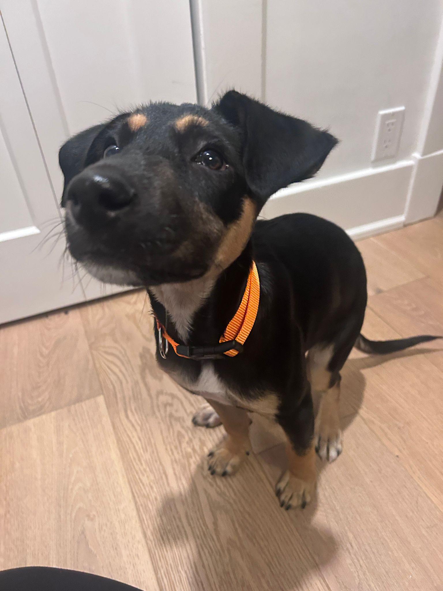 Enlarge Missy, an adopted Mixed Breed in Cheltenham, ON image 2/6