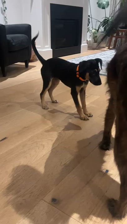 Enlarge Missy, an adopted Mixed Breed in Cheltenham, ON video 3/6