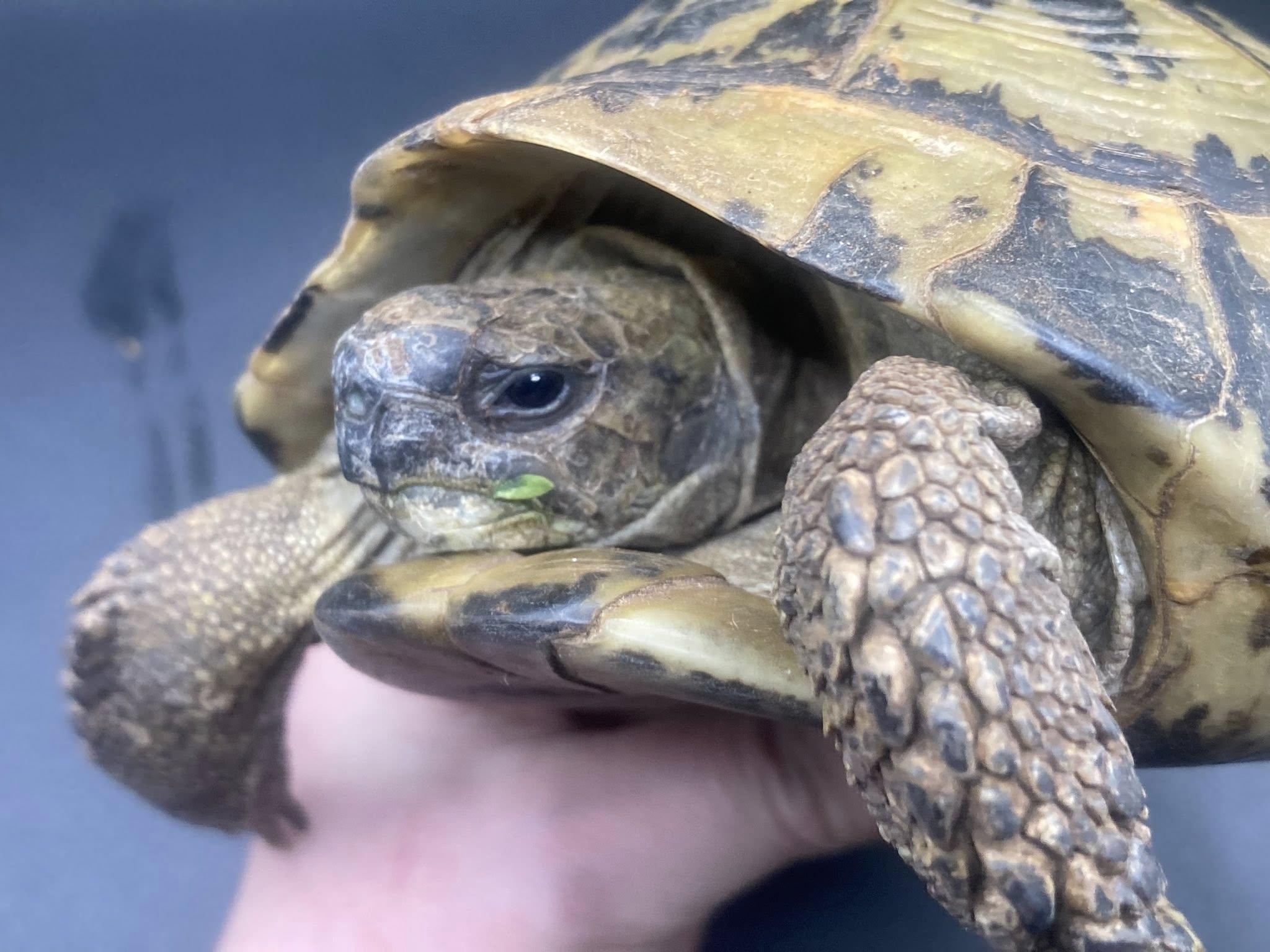 Enlarge Thunder, a ADOPTABLE Tortoise in Palmerton, PA image 2/4