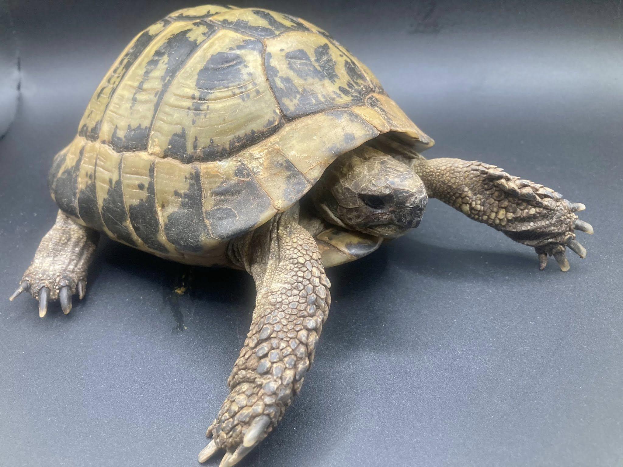 Thunder, ADOPTABLE, Young Male Tortoise.