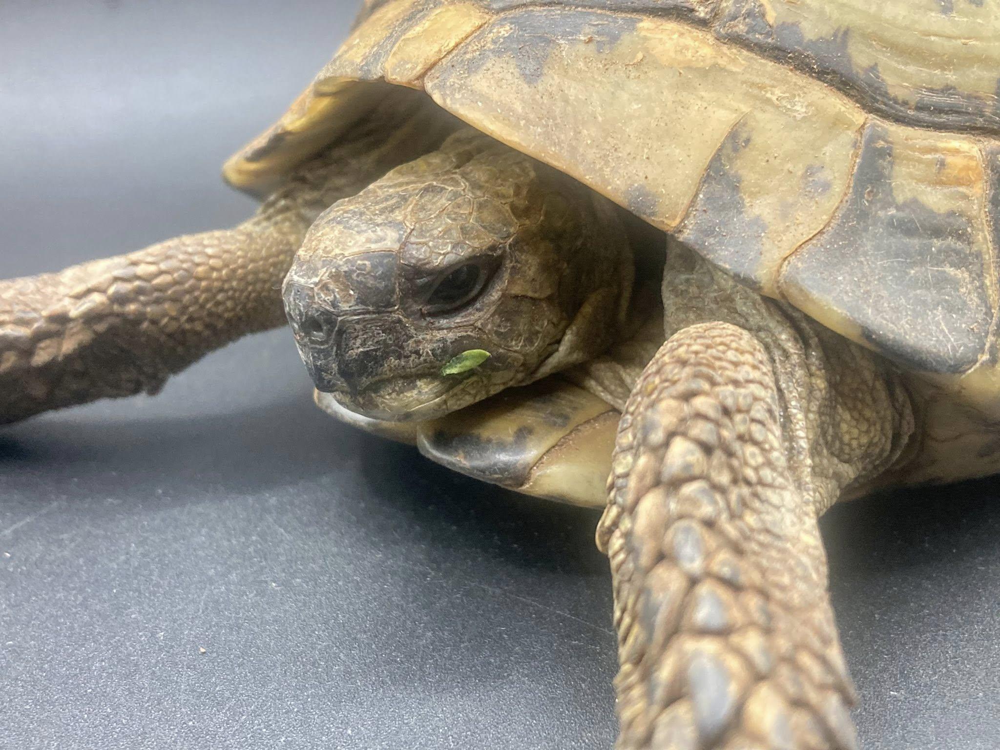 Enlarge Thunder, a ADOPTABLE Tortoise in Palmerton, PA image 3/4