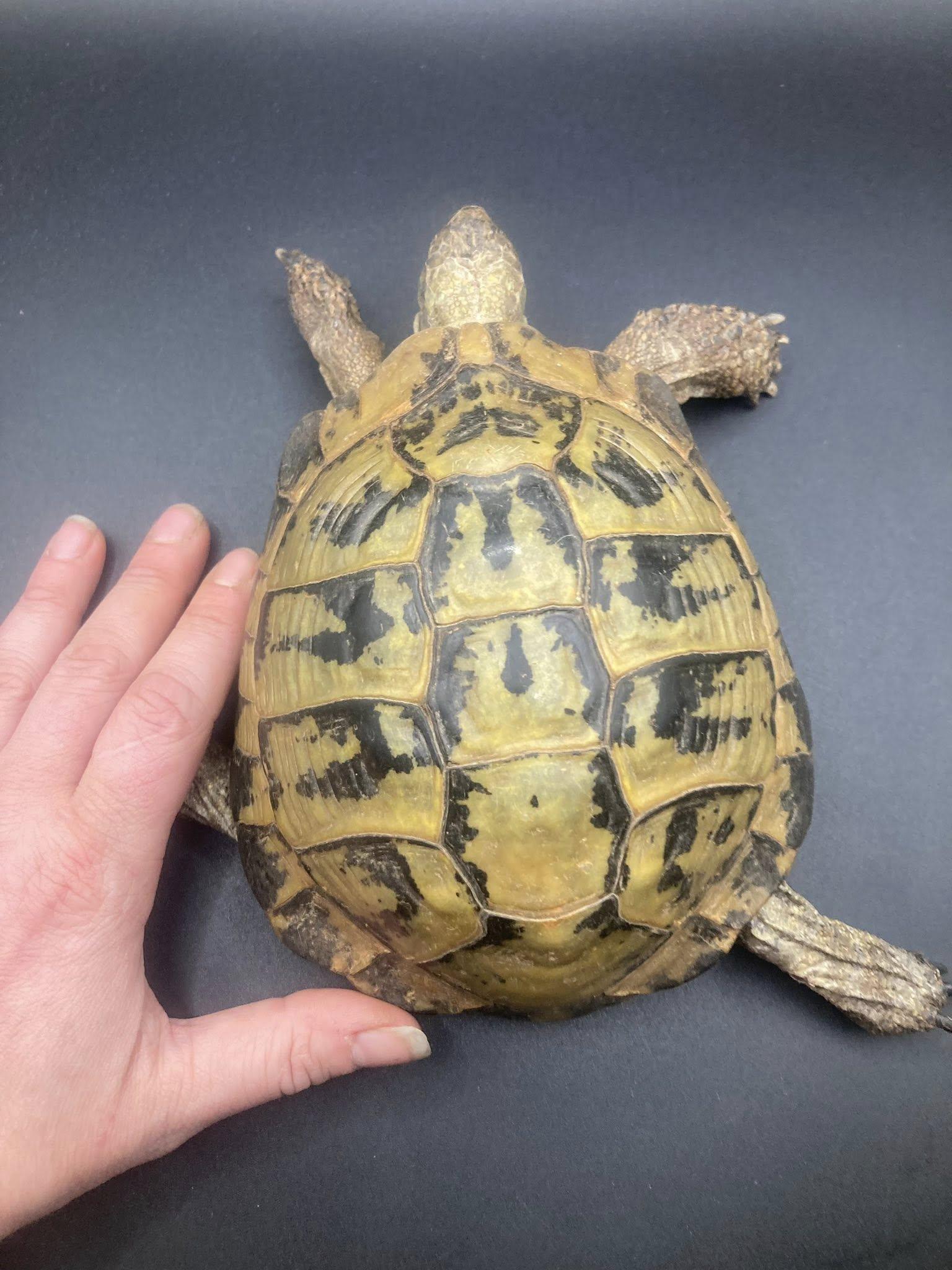 Enlarge Thunder, a ADOPTABLE Tortoise in Palmerton, PA image 4/4