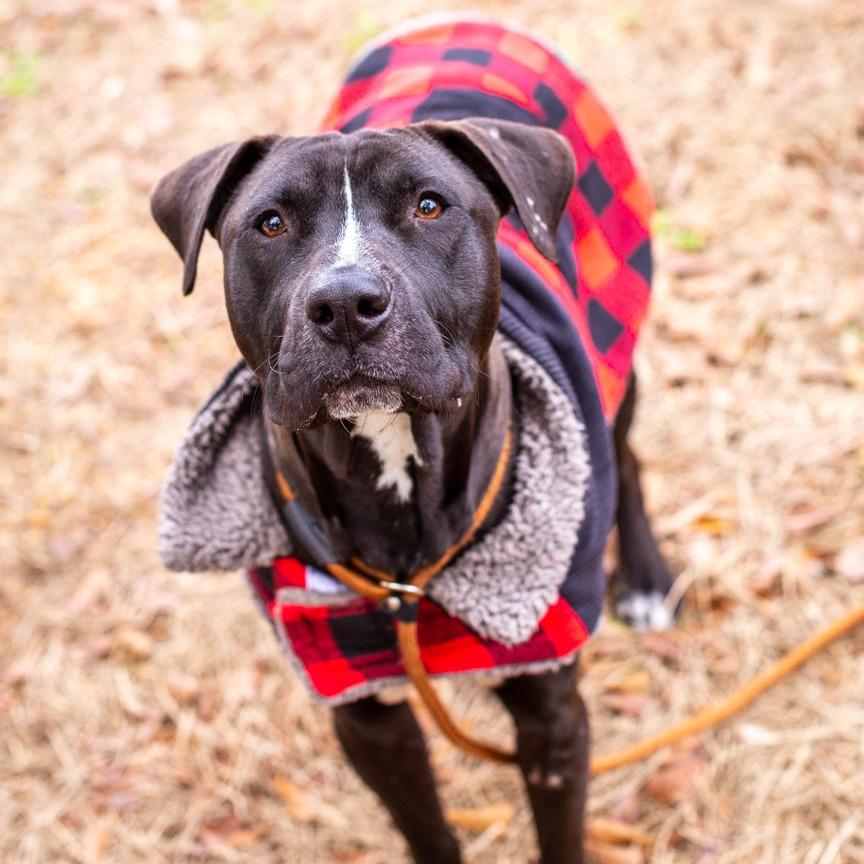 Enlarge King Koopa, a Adoptable mixed breed in Hattiesburg, MS image 1/2