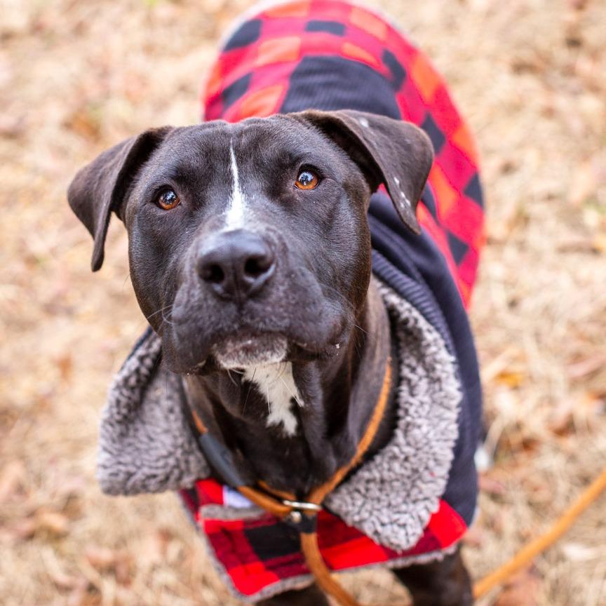 Enlarge King Koopa, a Adoptable mixed breed in Hattiesburg, MS image 2/2