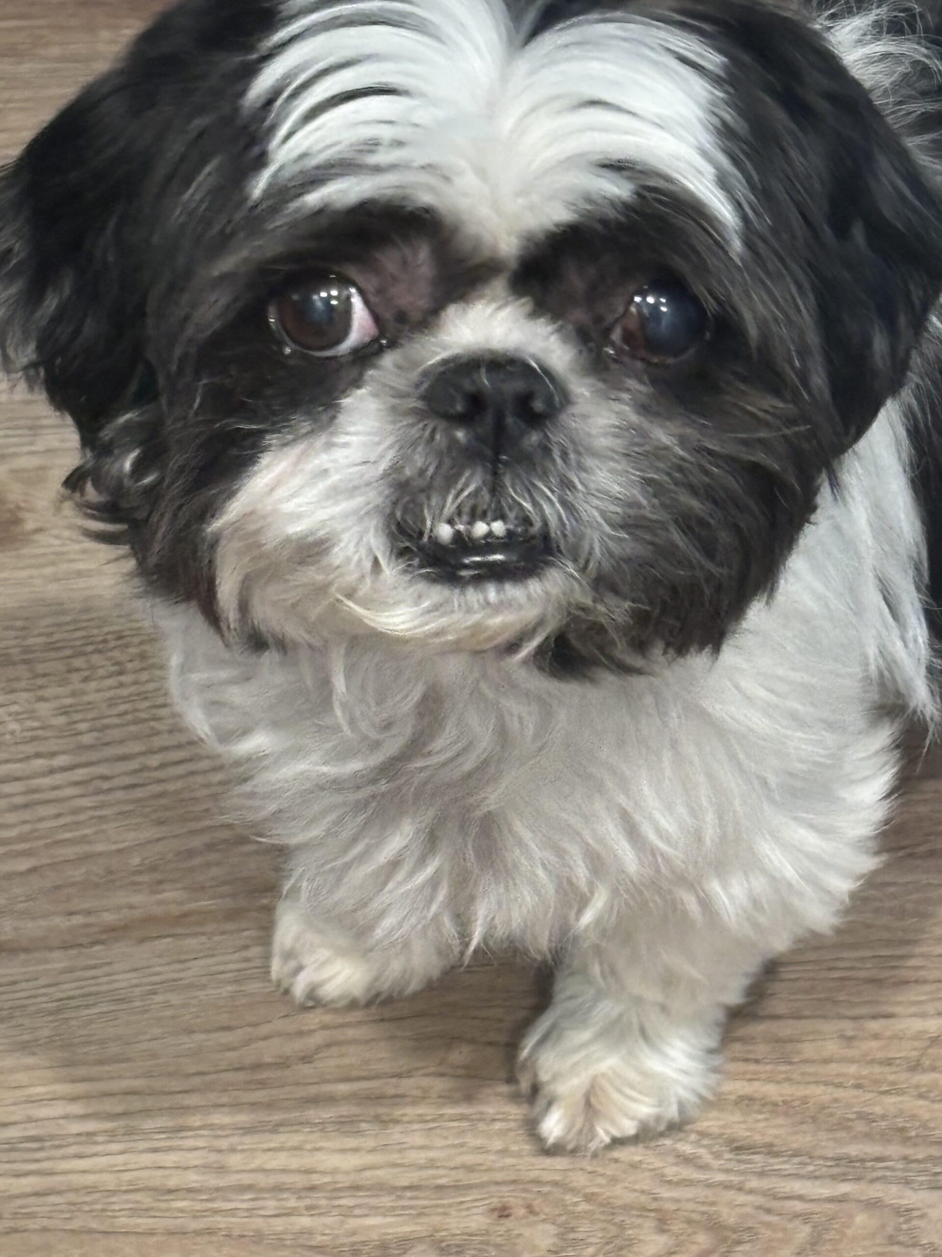 Domino, Adoptable, Senior Male Shih Tzu.