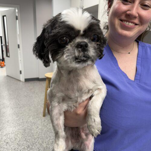 Domino, a Adoptable Shih Tzu in Plantation, FL image 1/4