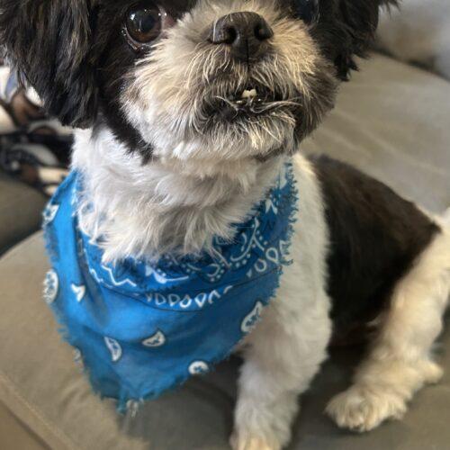 Domino, a Adoptable Shih Tzu in Plantation, FL image 2/4