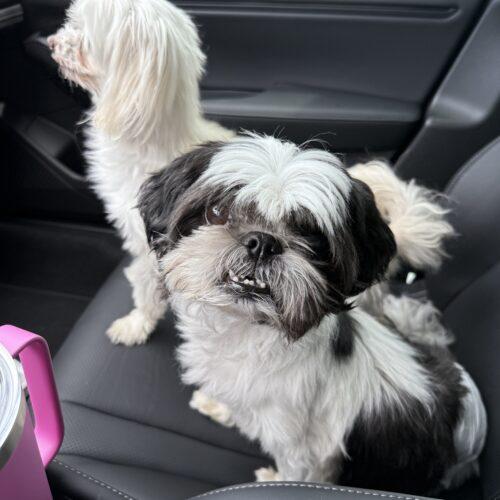 Domino, a Adoptable Shih Tzu in Plantation, FL image 3/4