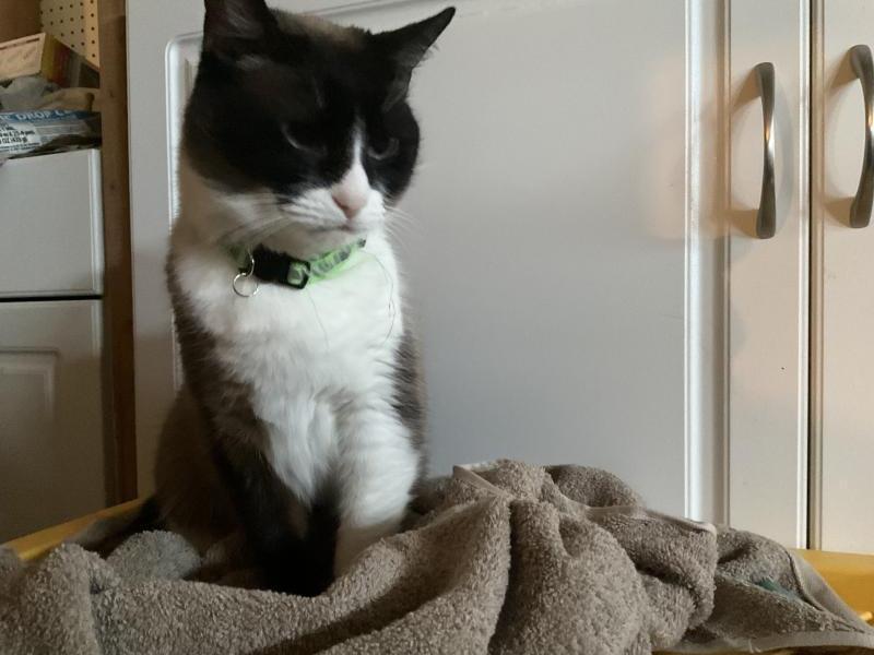 Ginger aka Chencha, Adoptable, Adult Female Tuxedo & Domestic Short Hair.