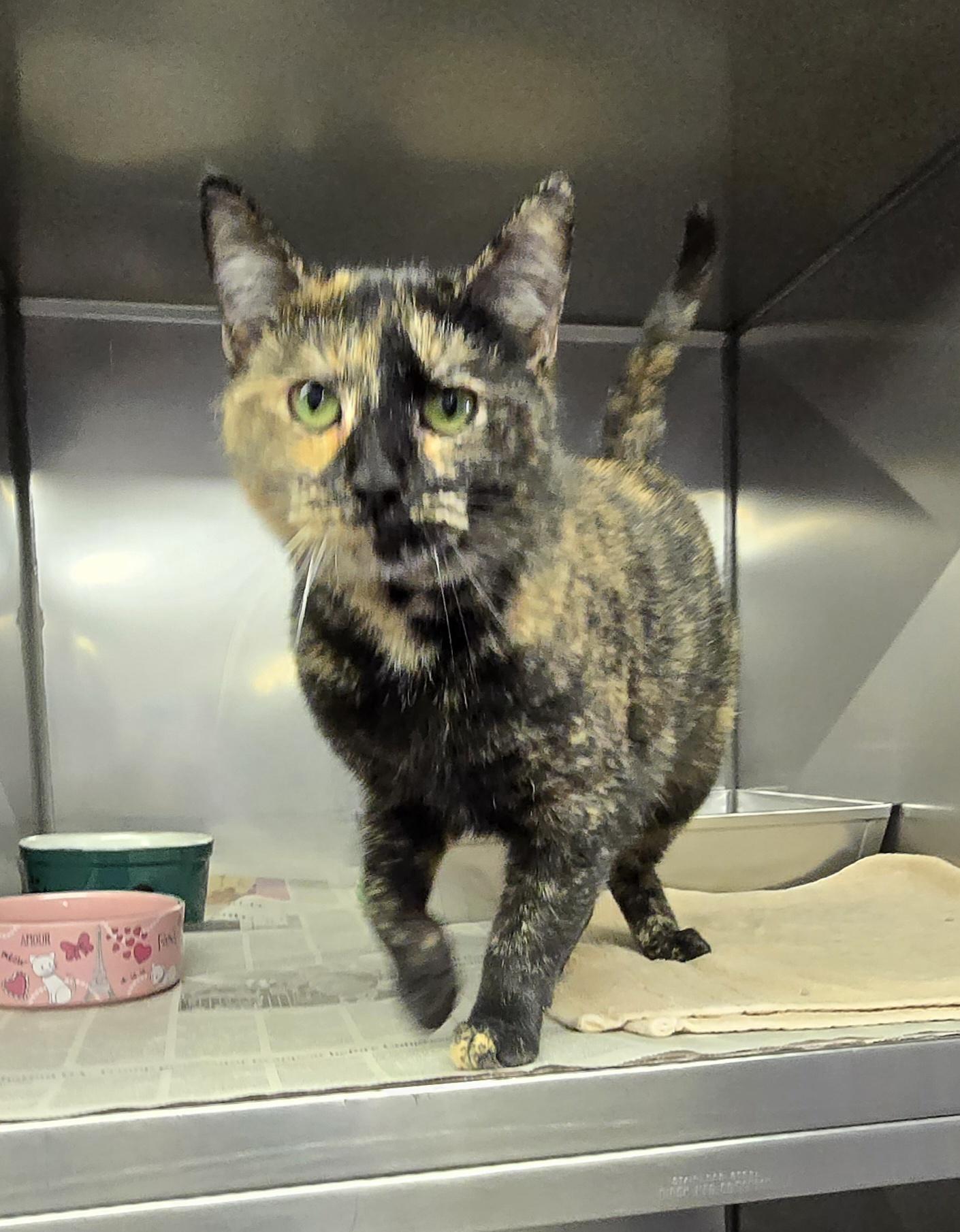 Susanna, ADOPTABLE, Young Female Domestic Short Hair.