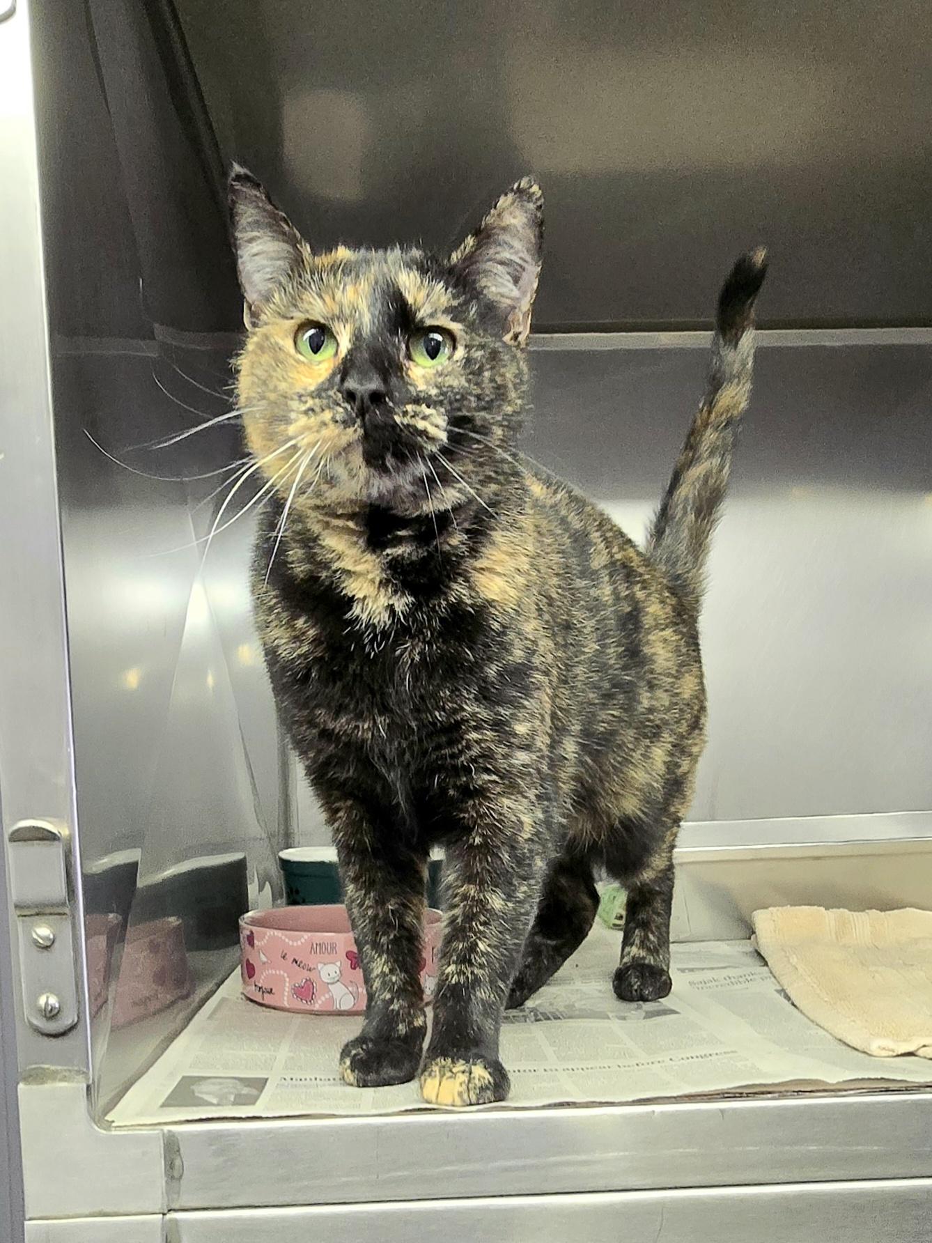 Susanna, a ADOPTABLE Domestic Short Hair in Arlington Heights, IL image 2/6