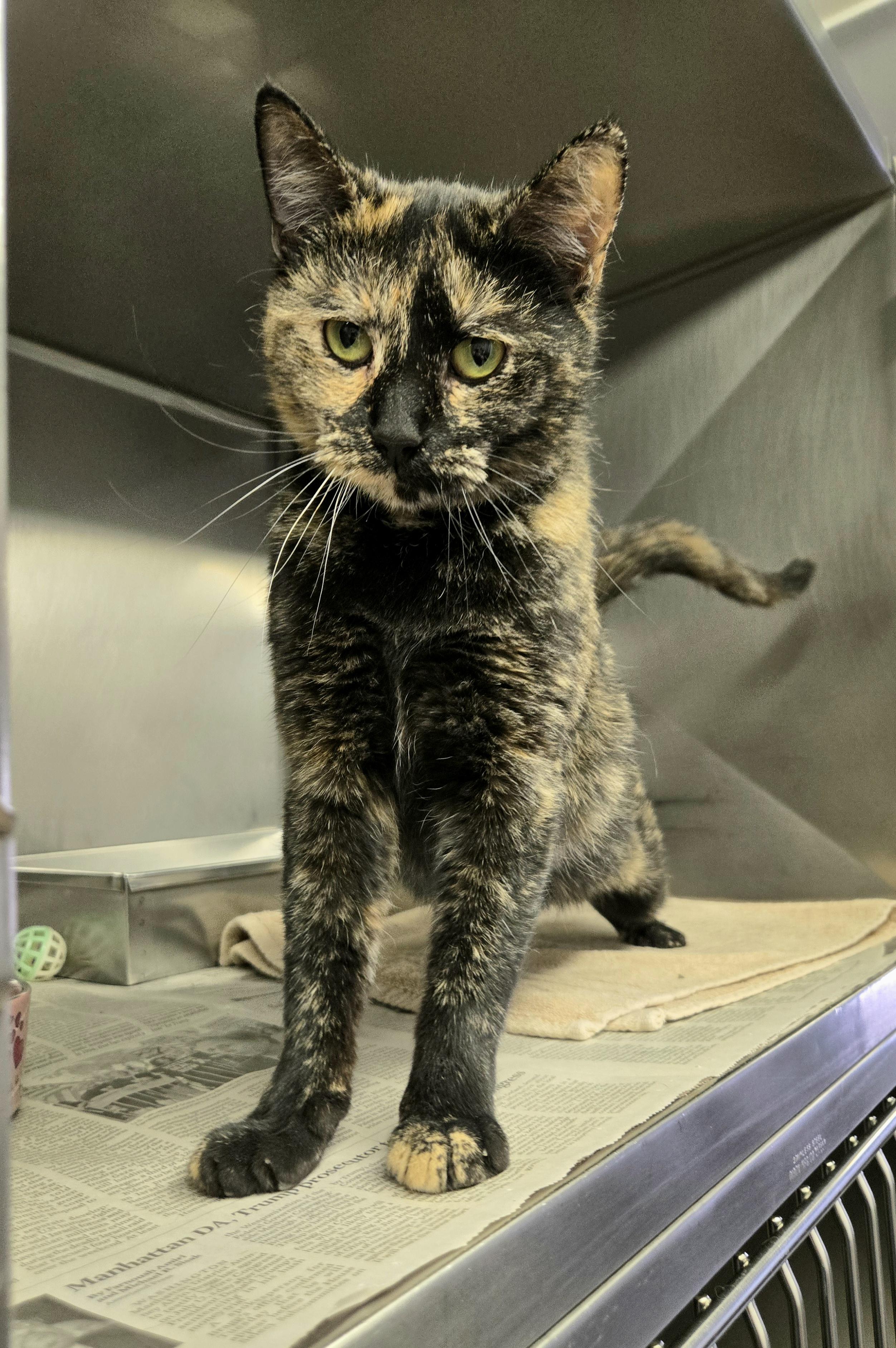 Susanna, a ADOPTABLE Domestic Short Hair in Arlington Heights, IL image 4/6