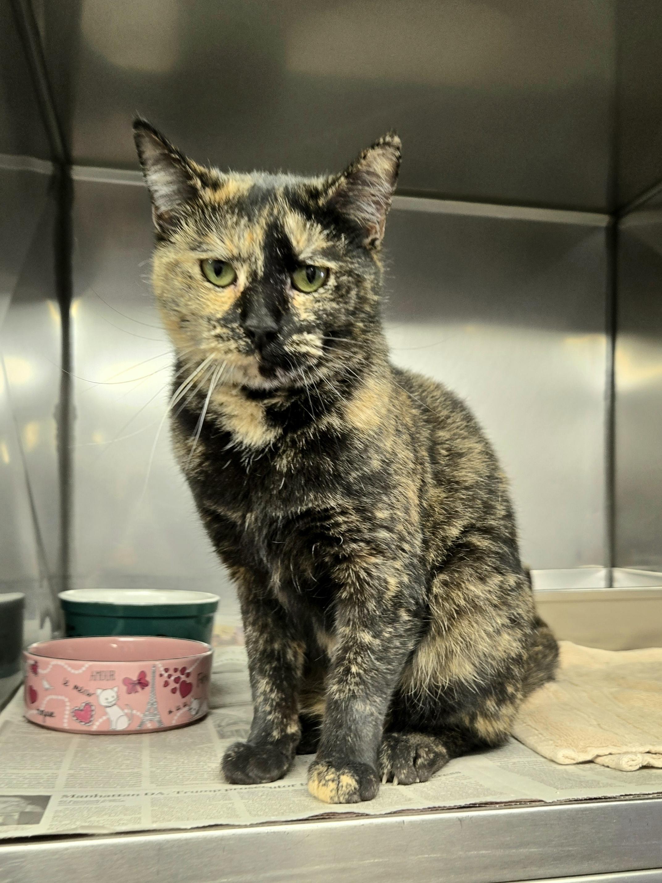 Susanna, a ADOPTABLE Domestic Short Hair in Arlington Heights, IL image 3/6