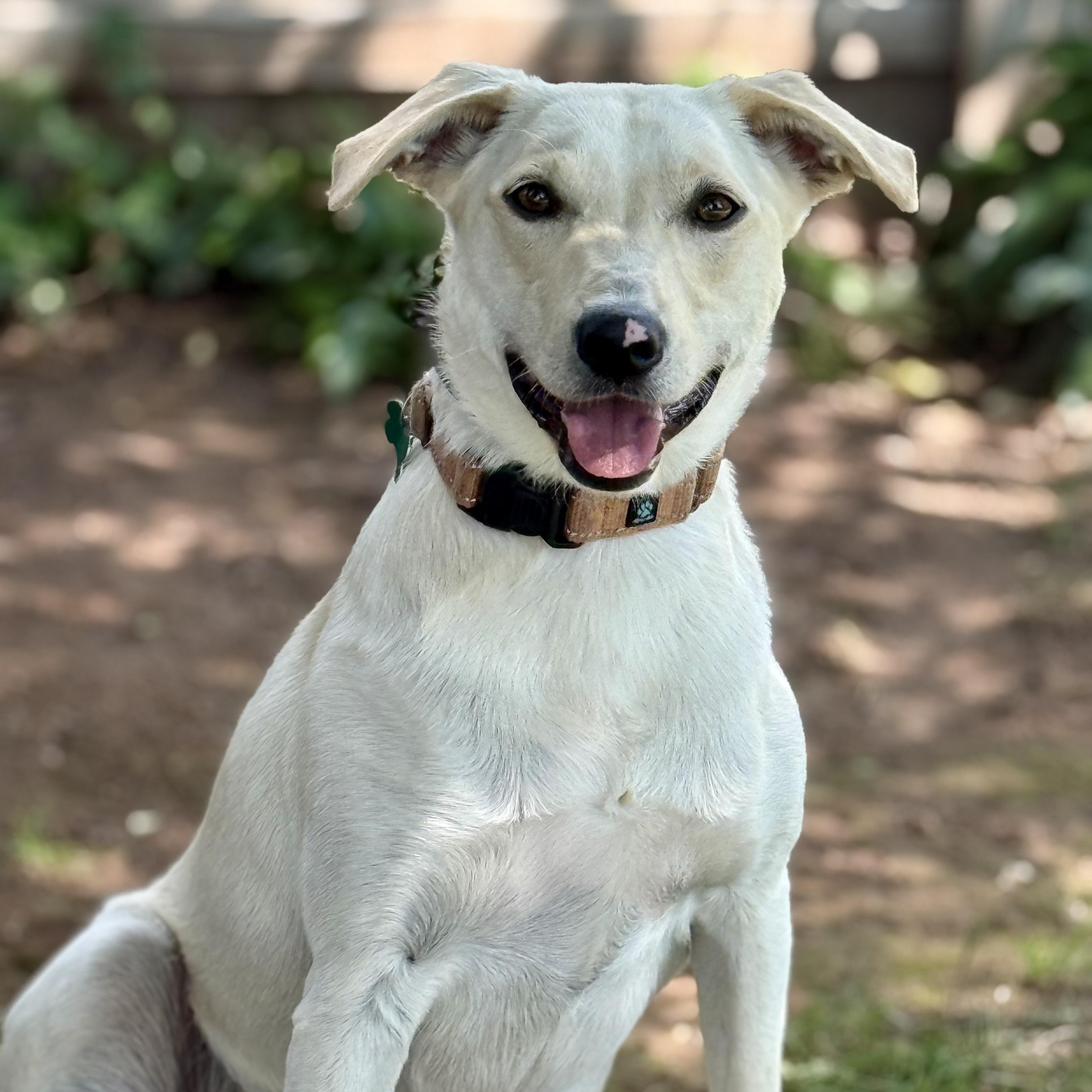 Koda