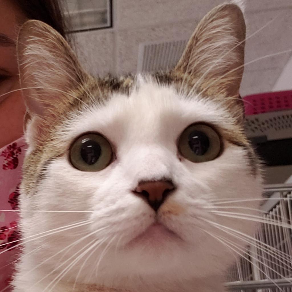 Lilith, Adoptable, Adult Female Domestic Short Hair.