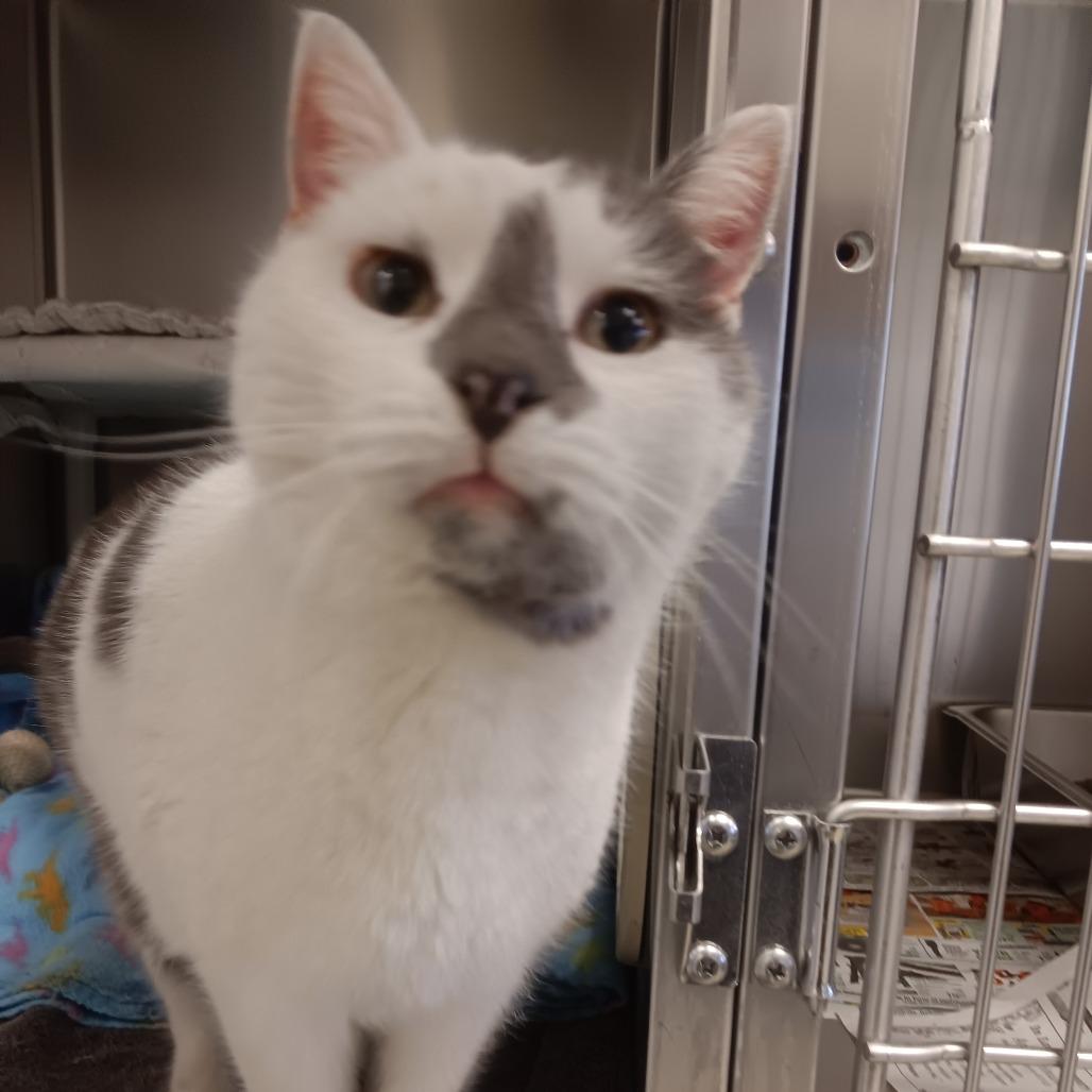 Venus, Adoptable, Senior Female Domestic Short Hair.