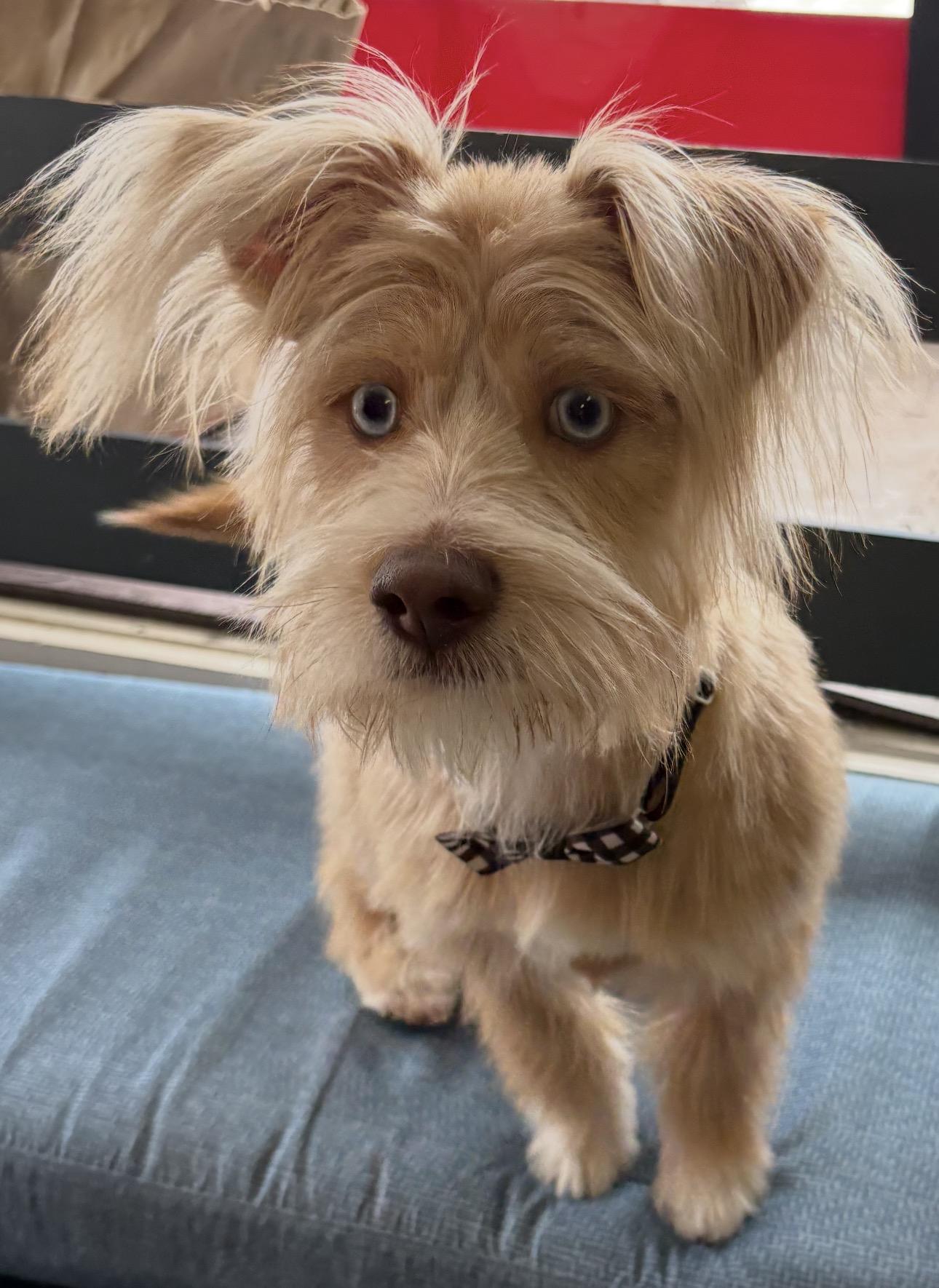 Enlarge Rocky, a ADOPTABLE mixed breed in North Arlington, NJ image 4/5