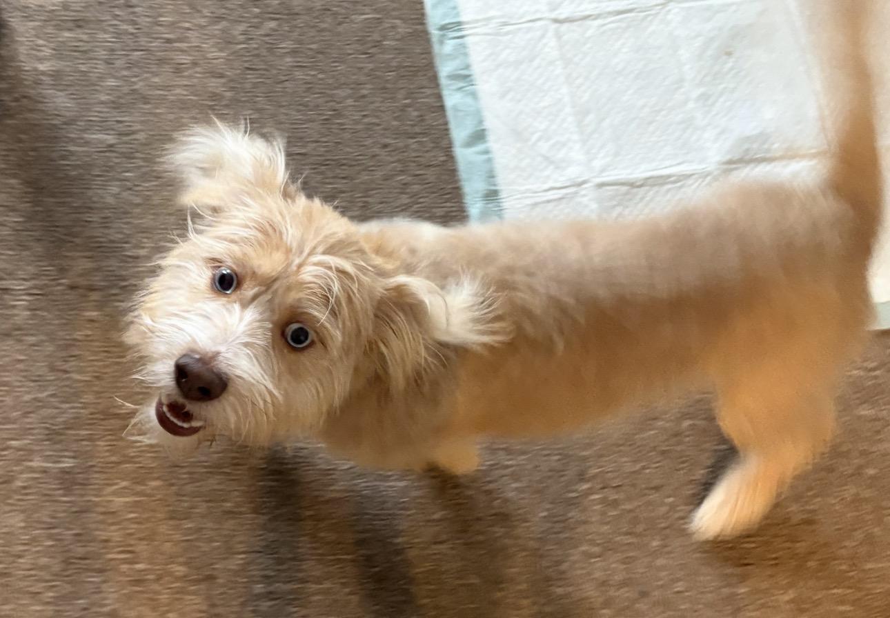 Enlarge Rocky, a ADOPTABLE mixed breed in North Arlington, NJ image 2/5