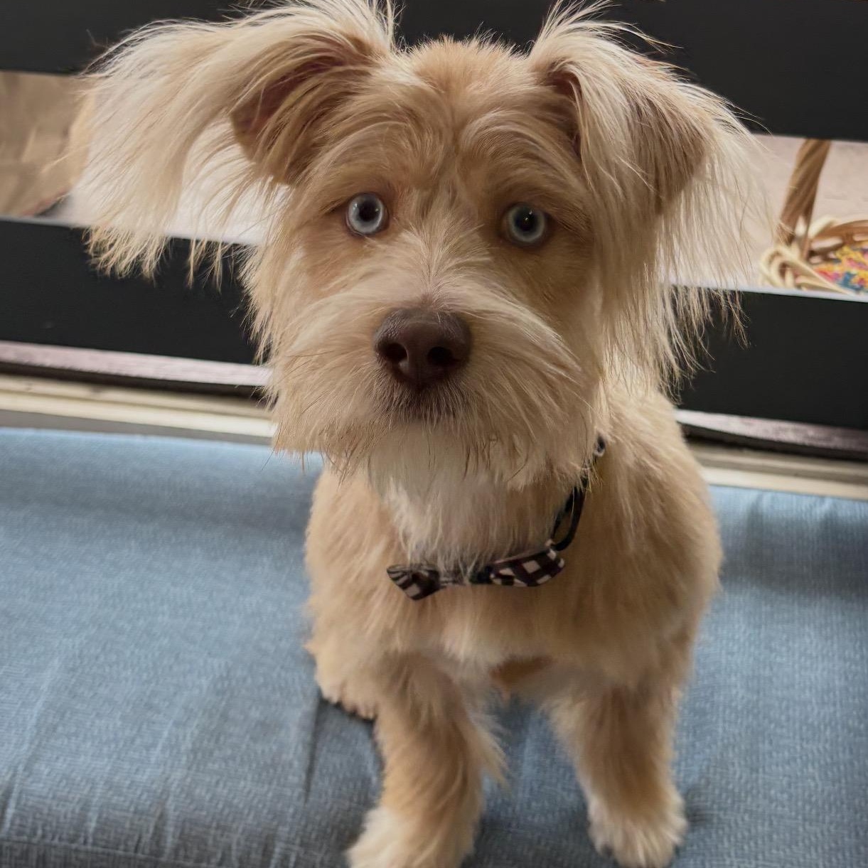 Rocky, ADOPTABLE, Puppy Male Cairn Terrier & West Highland White Terrier / Westie.